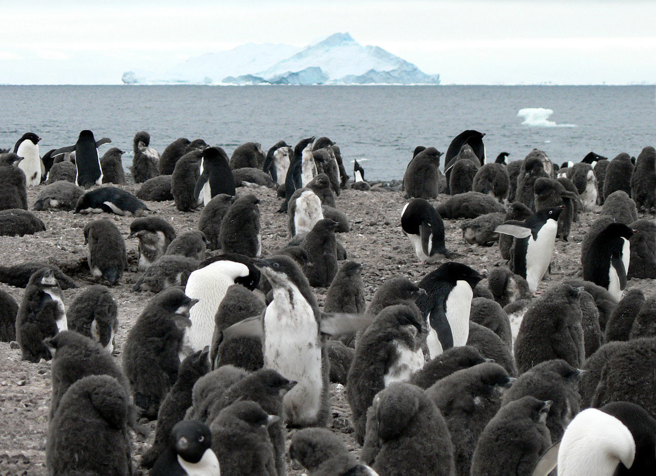 150 ezer ártatlan pingvint gyilkolt meg egy jéghegy