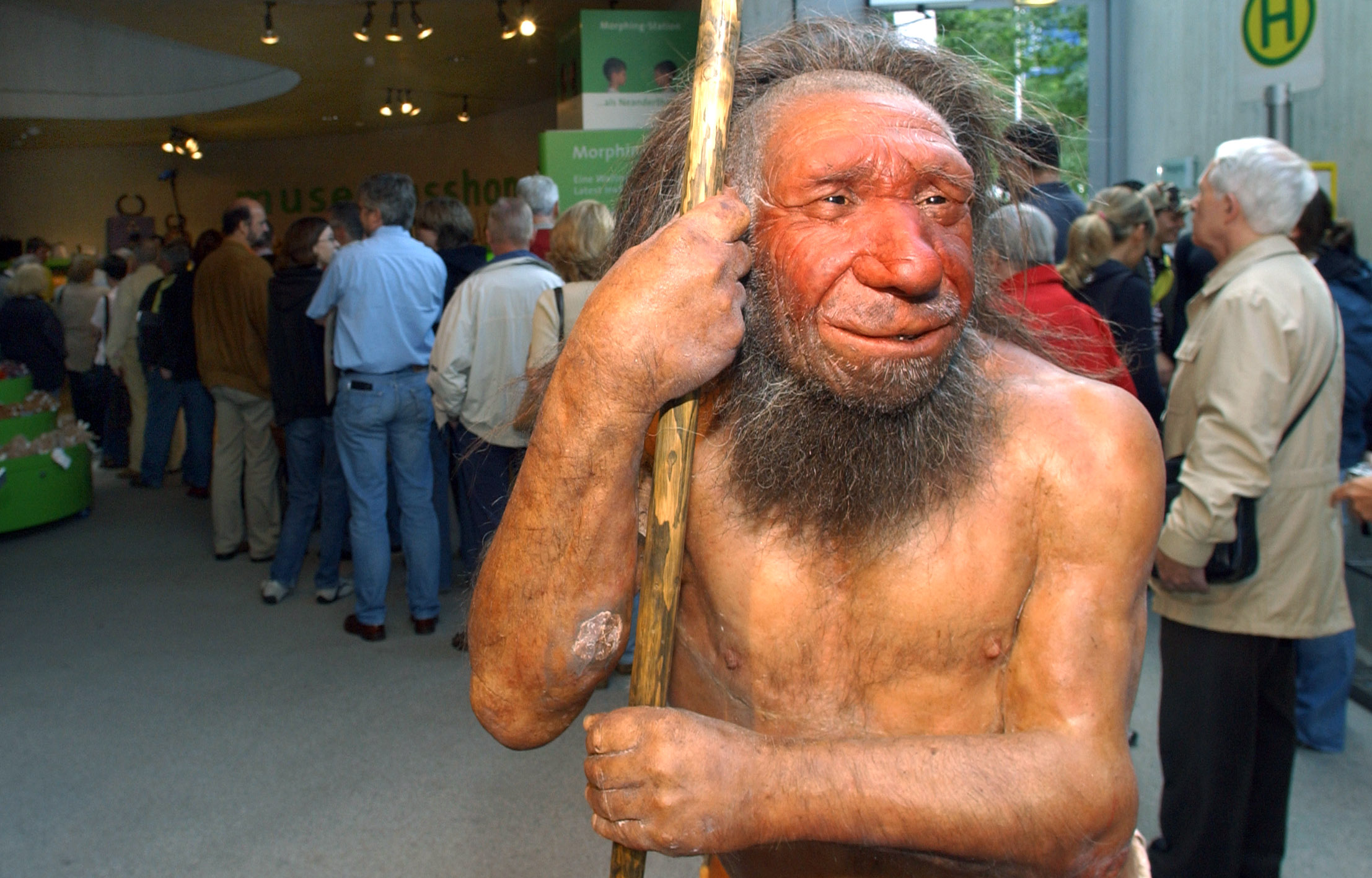 Elsősorban húst evett a neandervölgyi ember