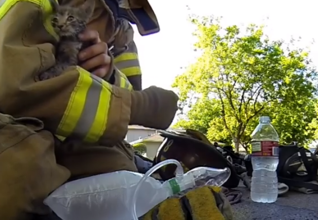 A halál karmaiból mentette meg ezt az apró kiscicát egy tűzoltó