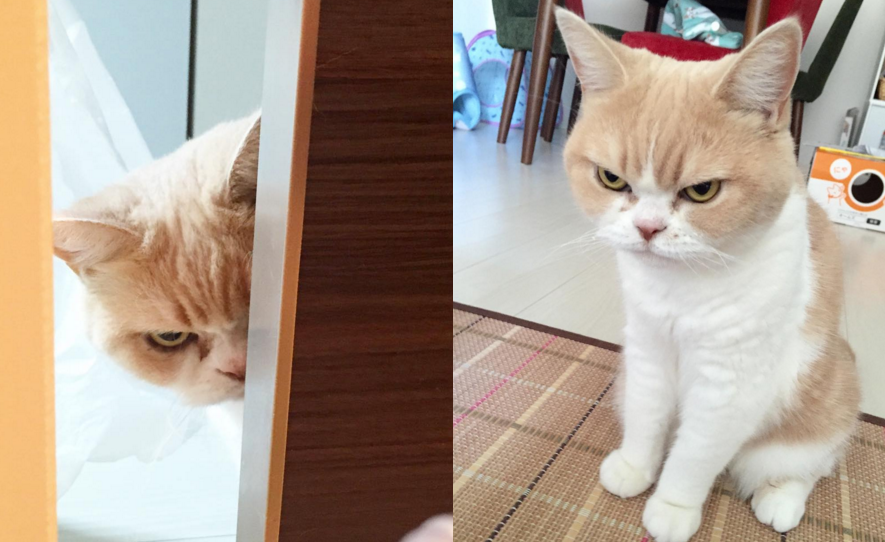 Grumpy Cat a múlté, itt van a világ új legmérgesebb macskája