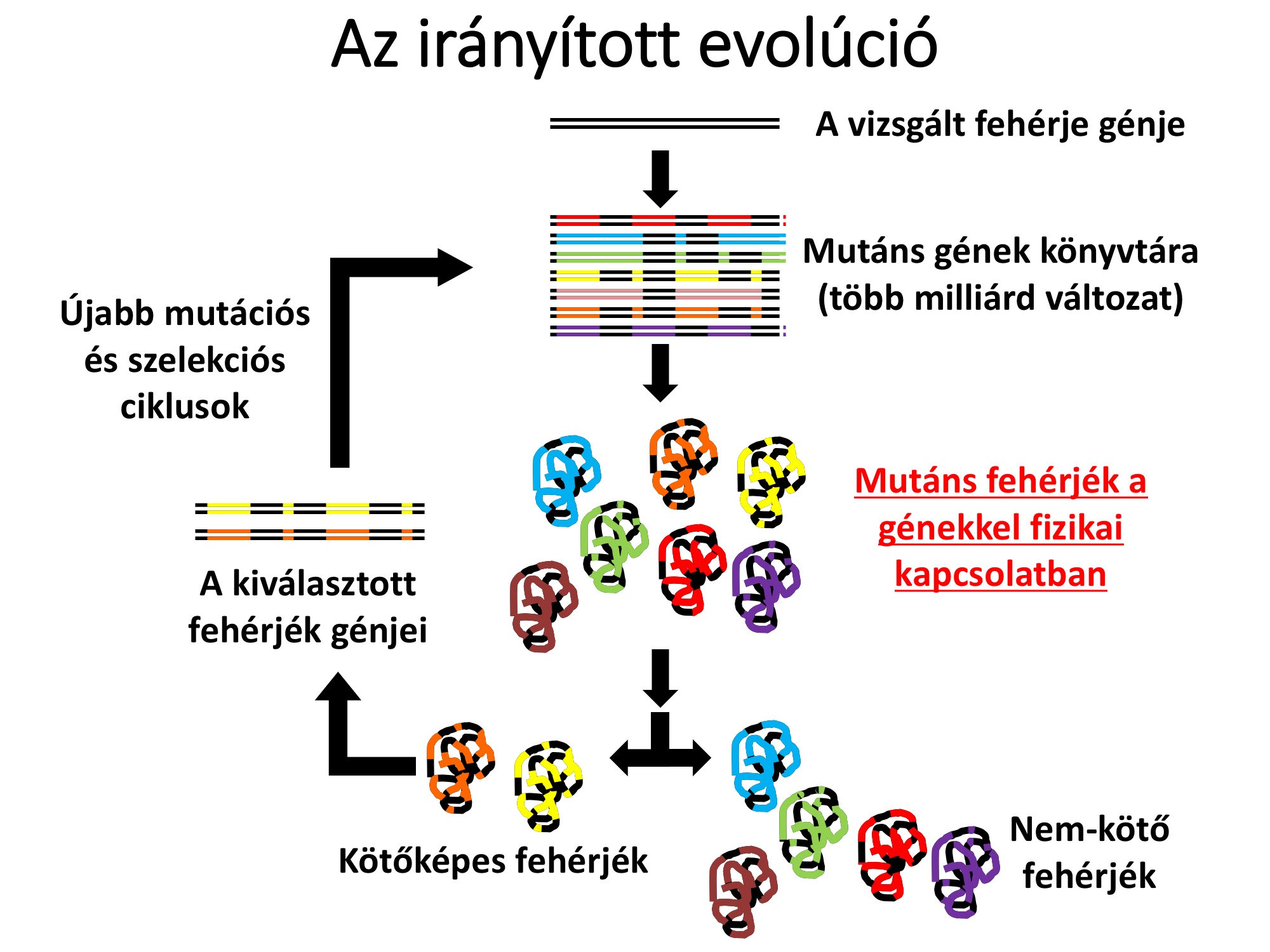 Irányított evolúciós megközelítés a fehérjék kölcsönhatásainak vizsgálatában