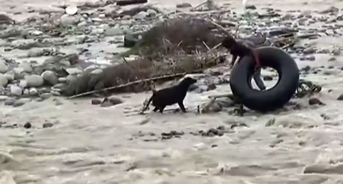 Kemény munka volt a folyó közepén ragadt kutya kimentése Peruban