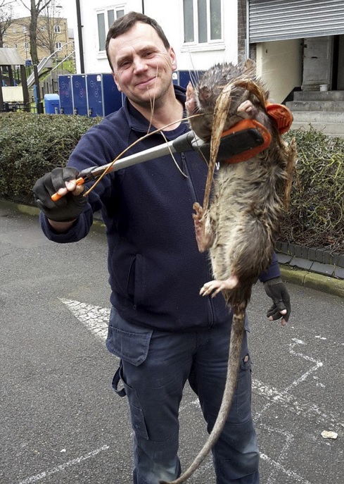 Hatalmas patkánylényt találtak egy londoni játszótér mellett
