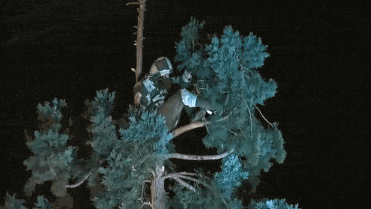 Élőben lehet követni a seattle-i embert, aki fél napja egy magas fa tetején él