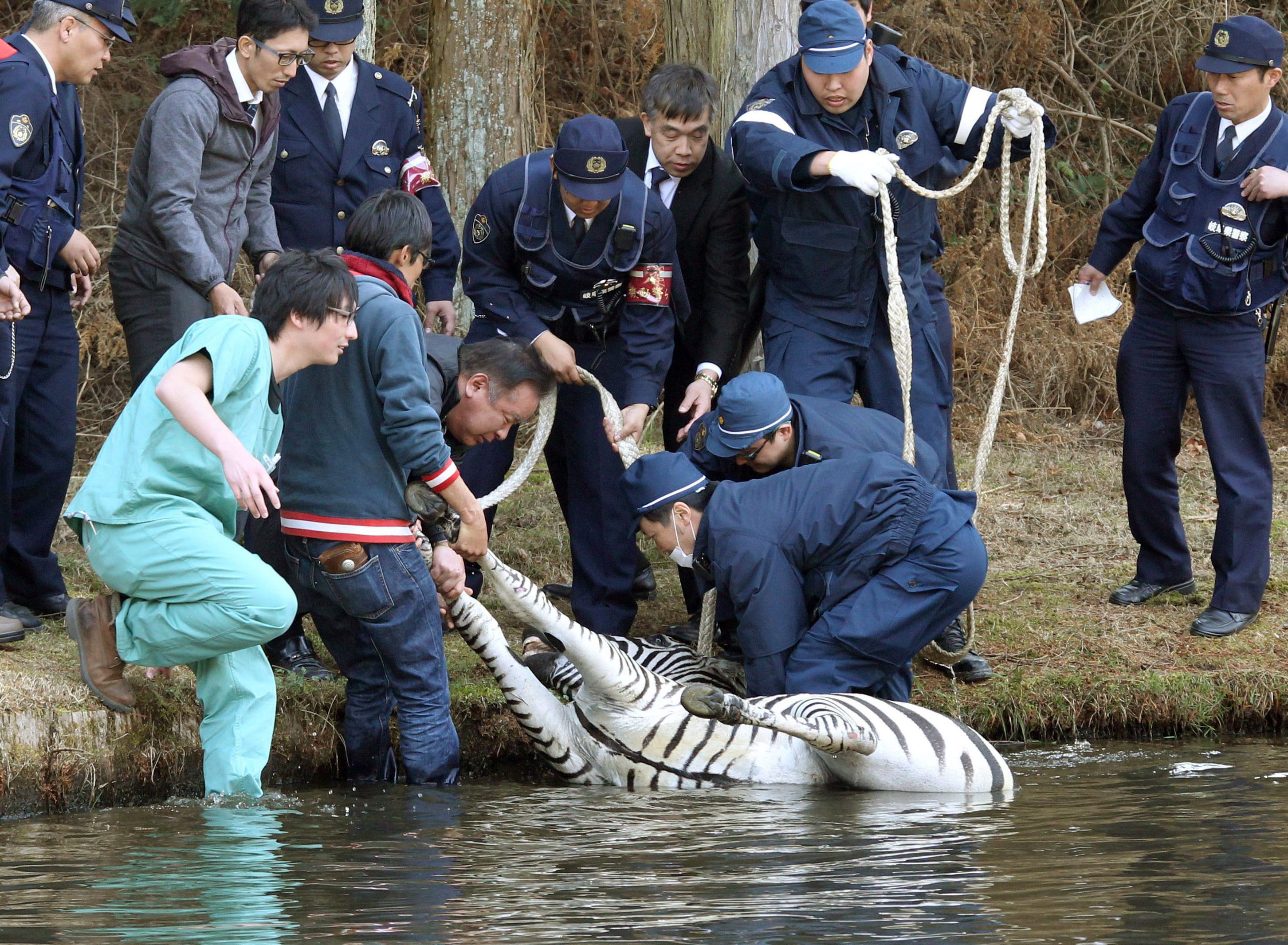 Tóba ölte magát a japán rendőrök elől menekülő zebra