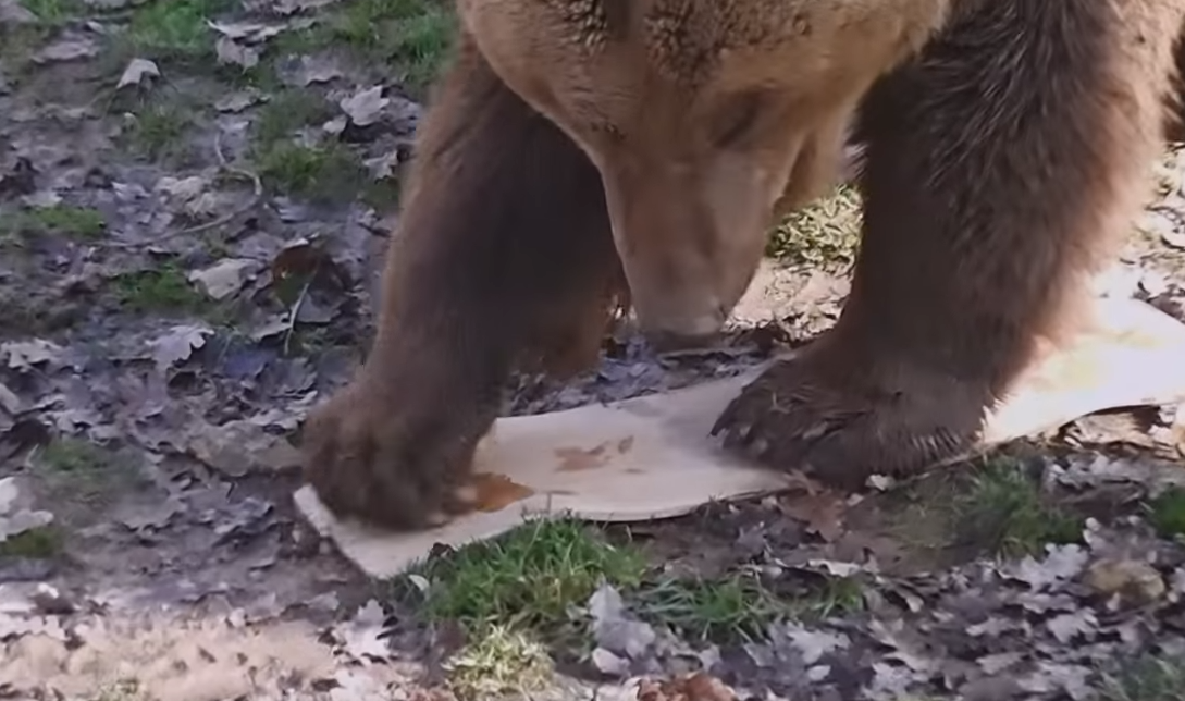 Magyar barnamedvék által összekarmolt gördeszkákat árvereznek el
