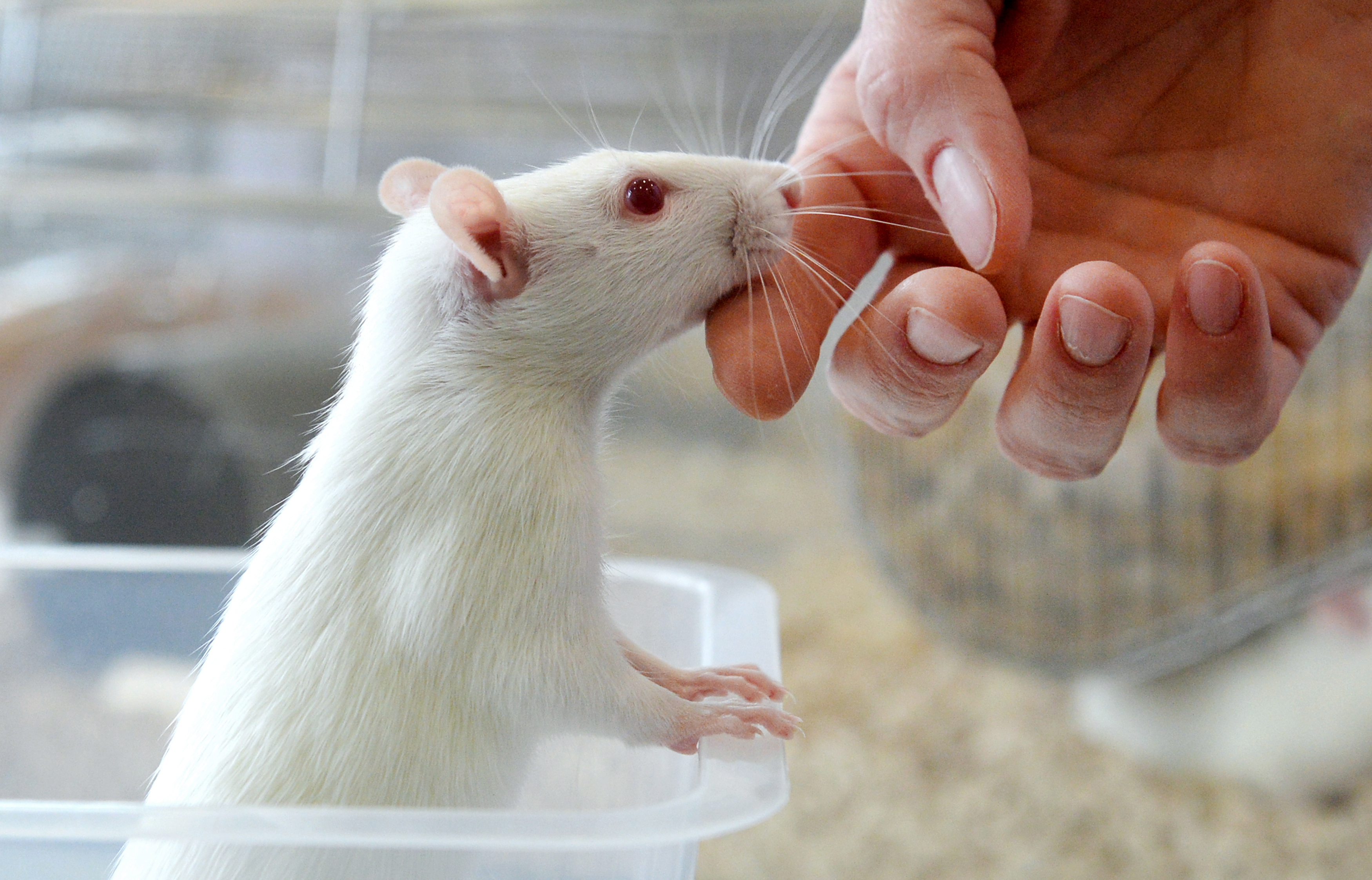 Szomjas patkányok segítenek megérteni, miért válunk játékfüggővé