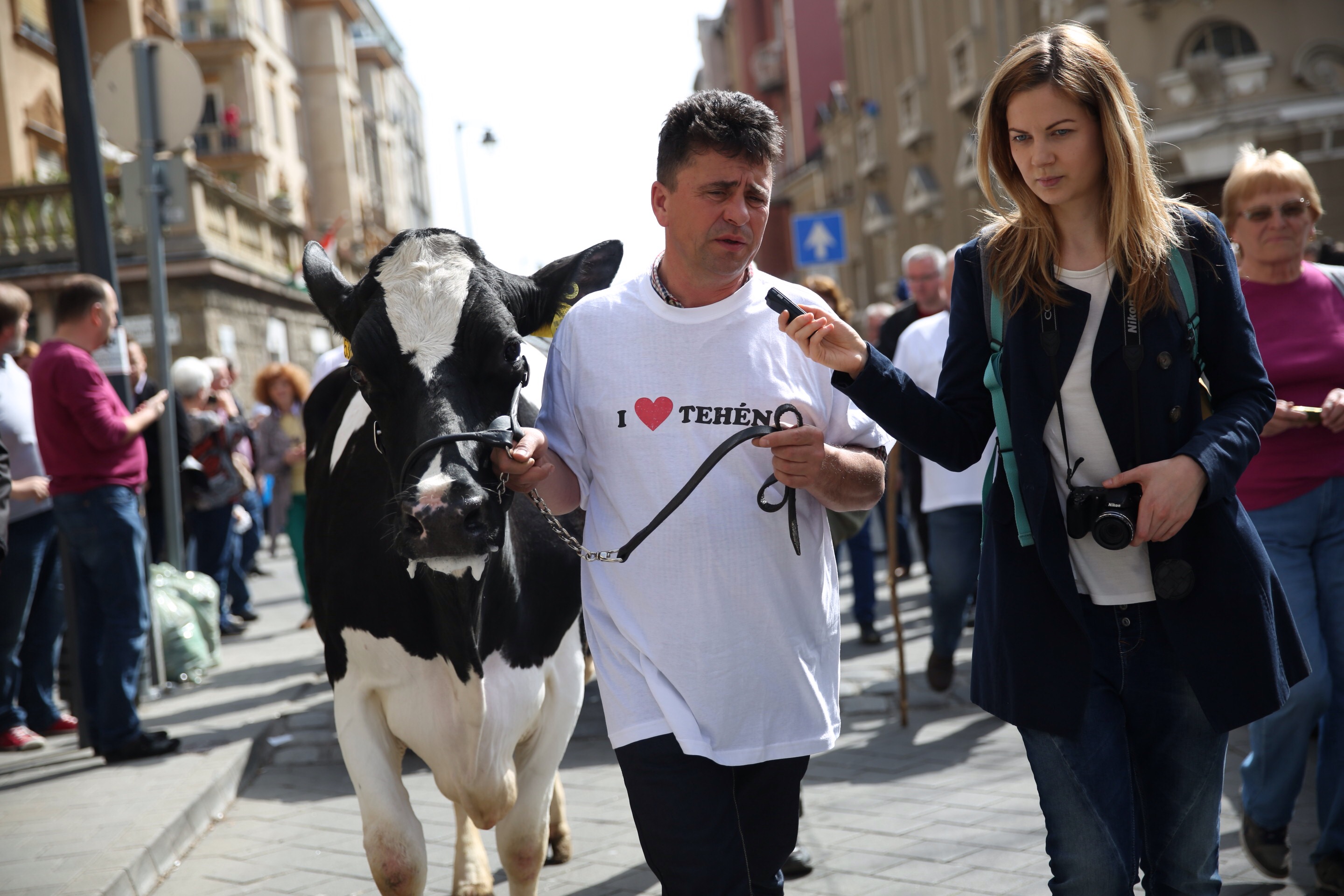 Megérkeztek a tüntető tehenek a Keleti Károly utcába, és nyakukba vették Budapestet