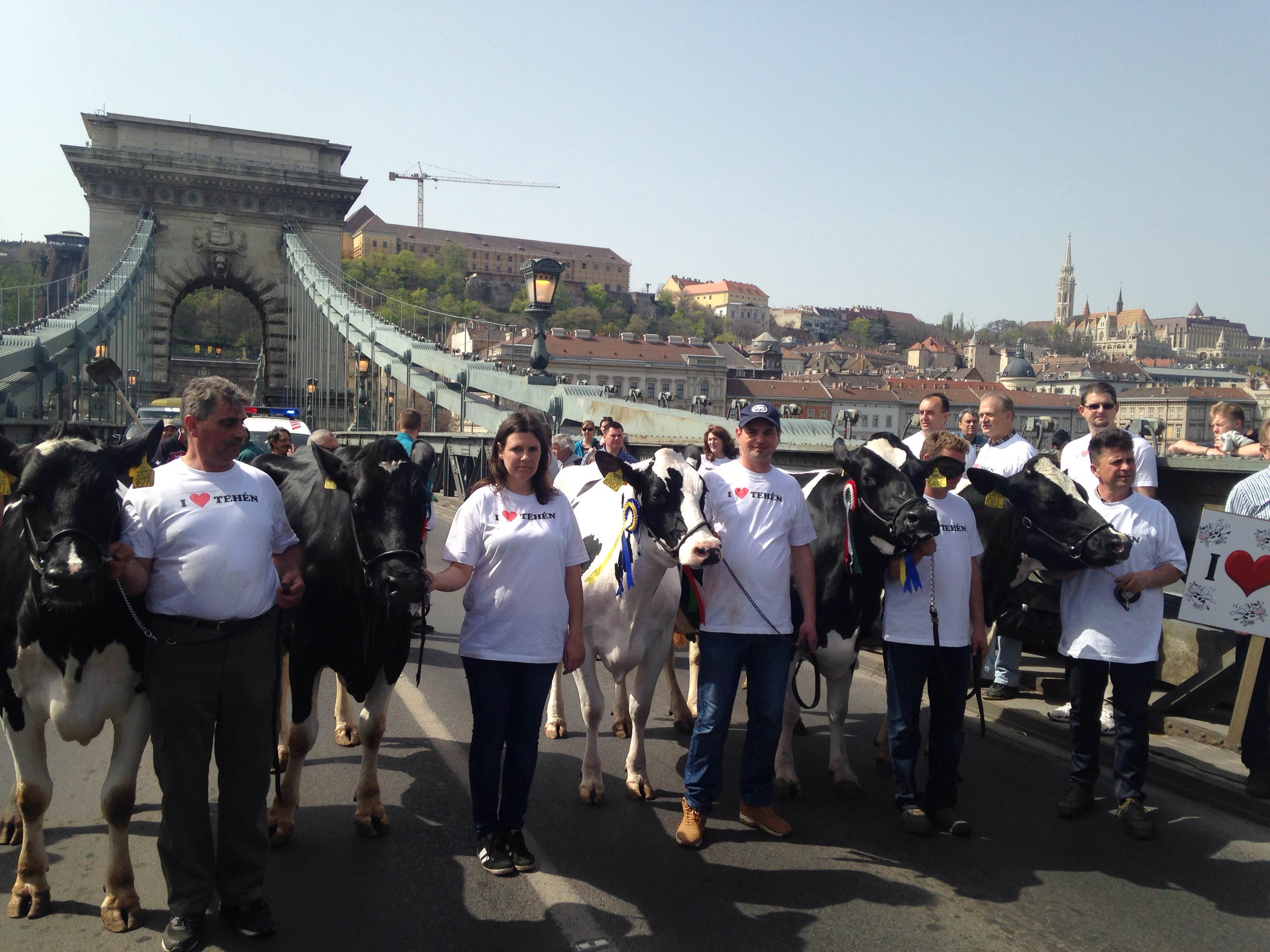 50 tehénnel vonulnak Lázár János ellen hétfőn a tejtermelők