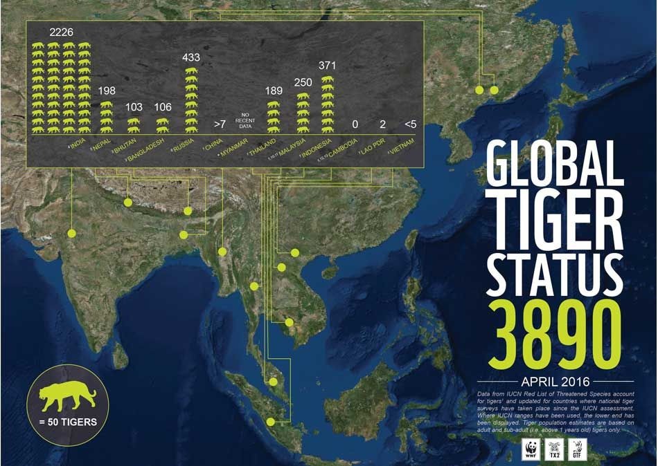 Több mint egy évszázad után először nőtt a vadon élő tigrisek száma a bolygón