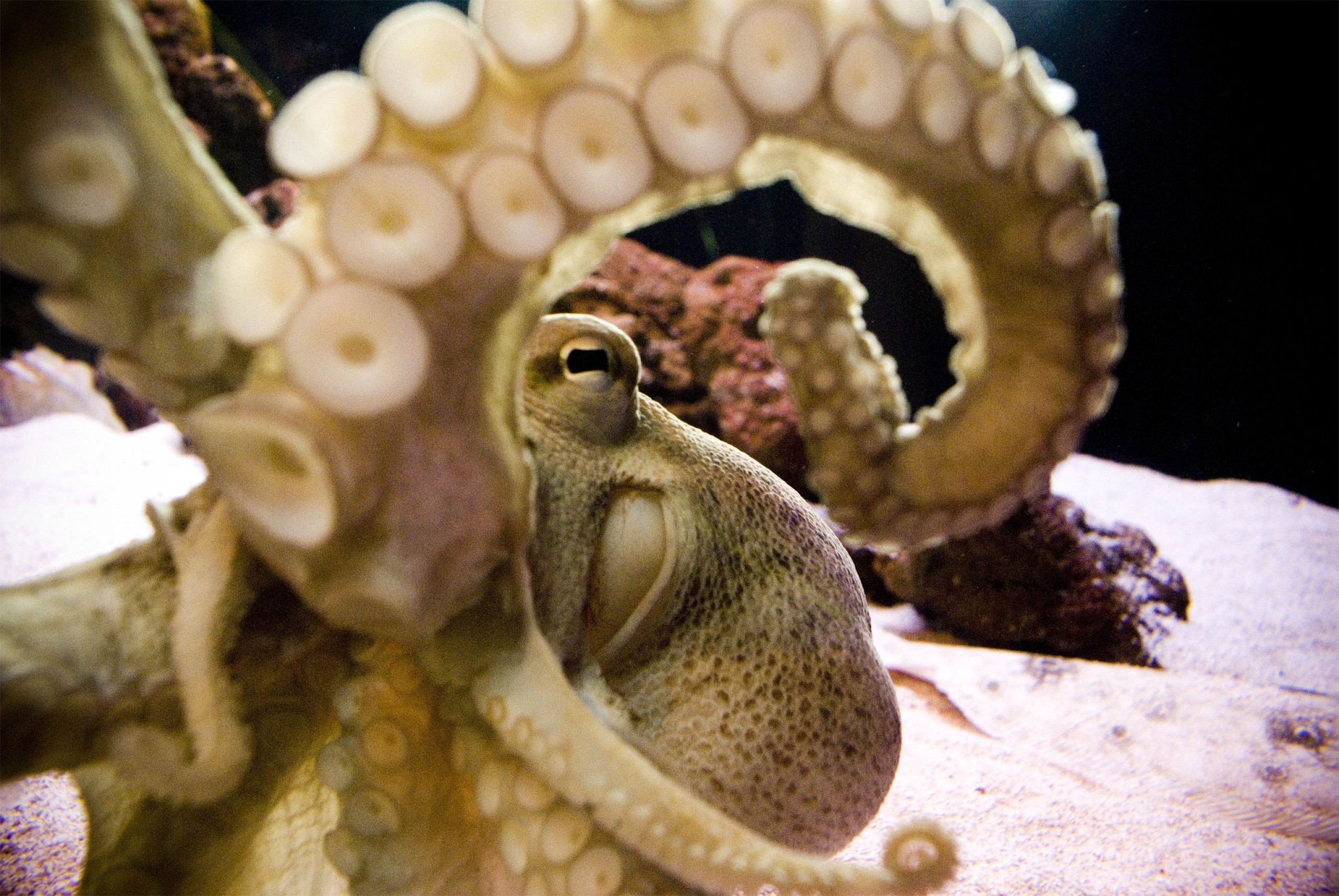 Головоногие моллюски чернила. Головоногие Осьминоги. Моллюски осьминог глаз. Глазастый осьминог.