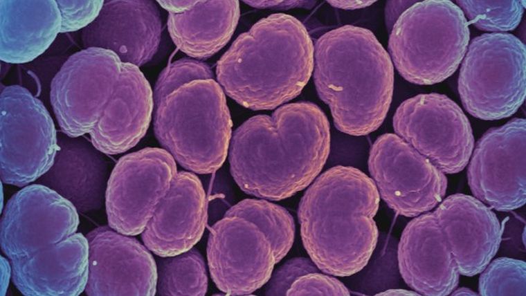 Antibiotikum-rezisztens szupertrippertől rettegnek Nagy-Britanniában