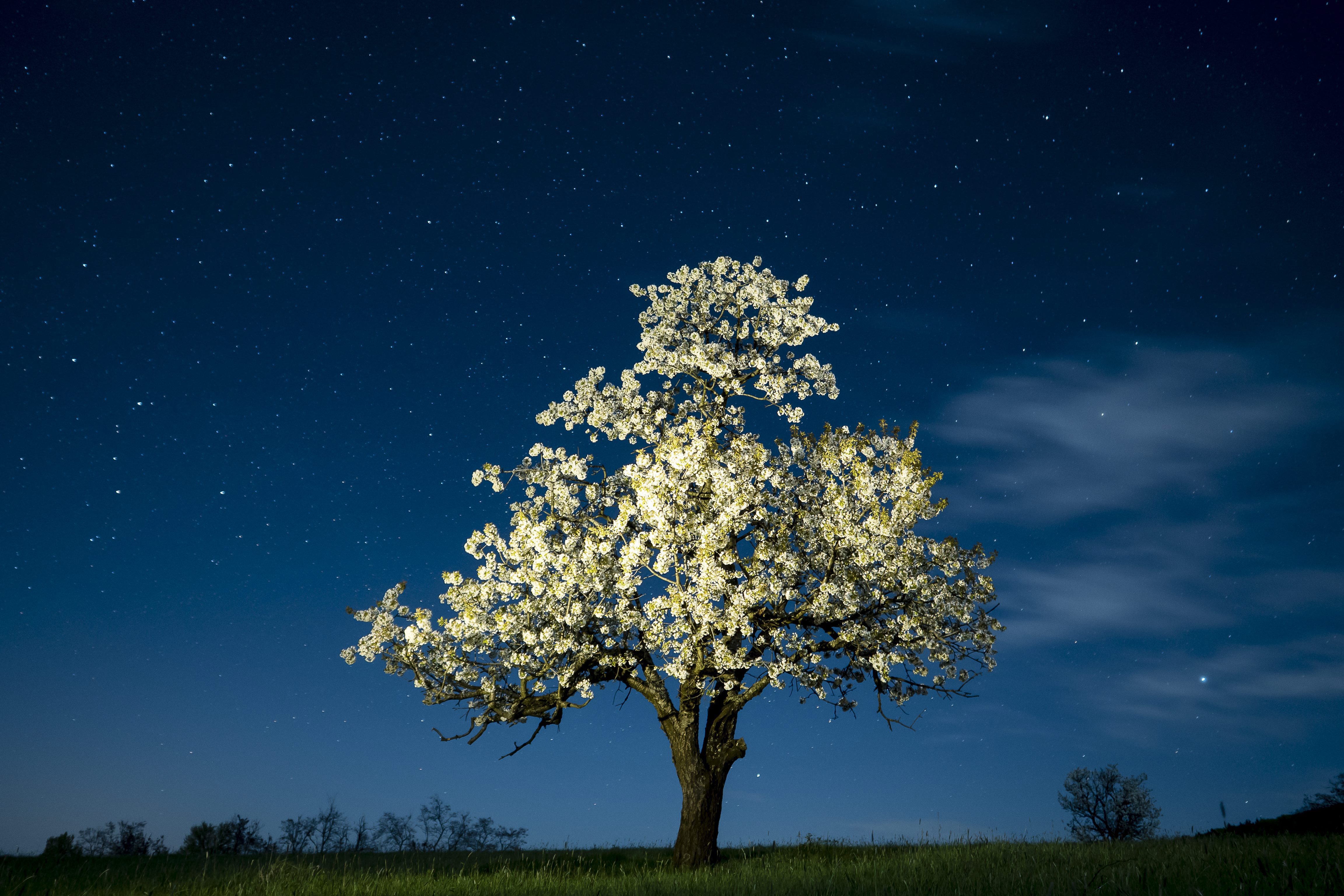 Óriásit virágzik a cseresznyefa Salgótarján fölött
