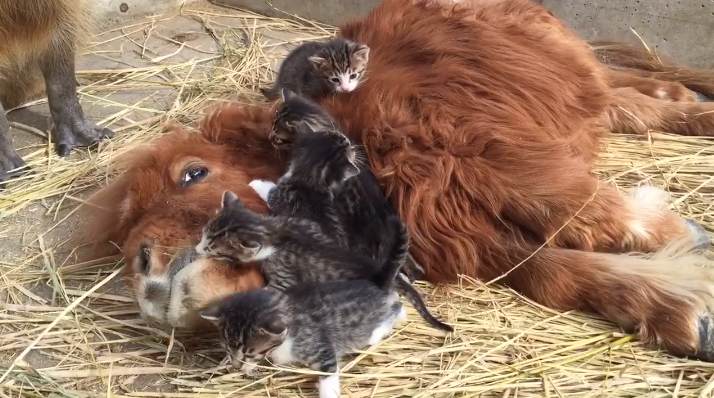 Öt kiscica tanyázik egy pónin, amit egy vízidisznó szótlanul végignéz