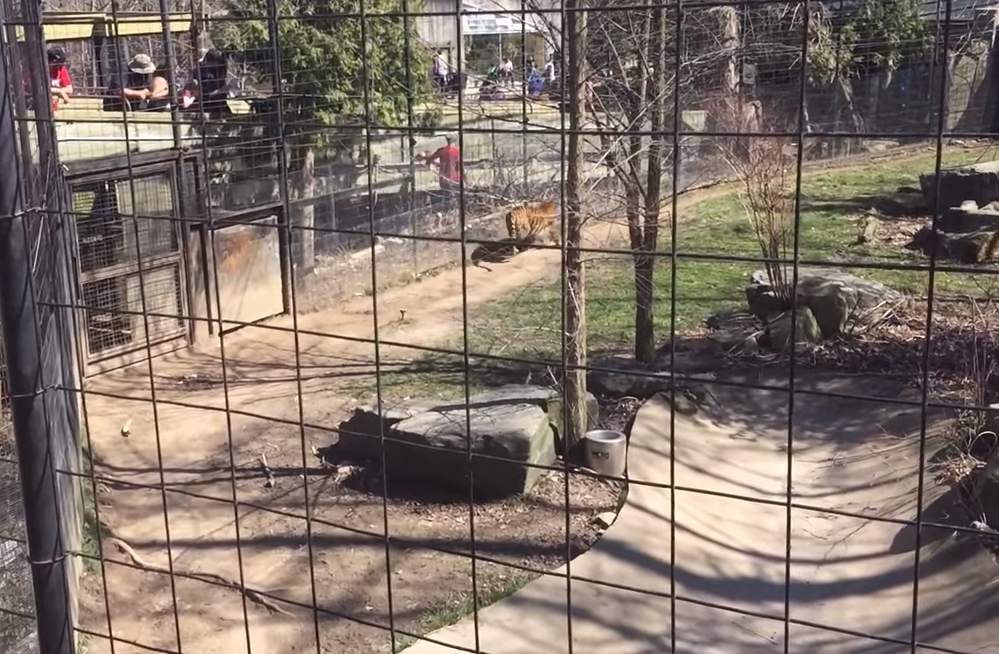 Kalapja után mászott a tigris kifutójánál egy nő a torontói állatkertben