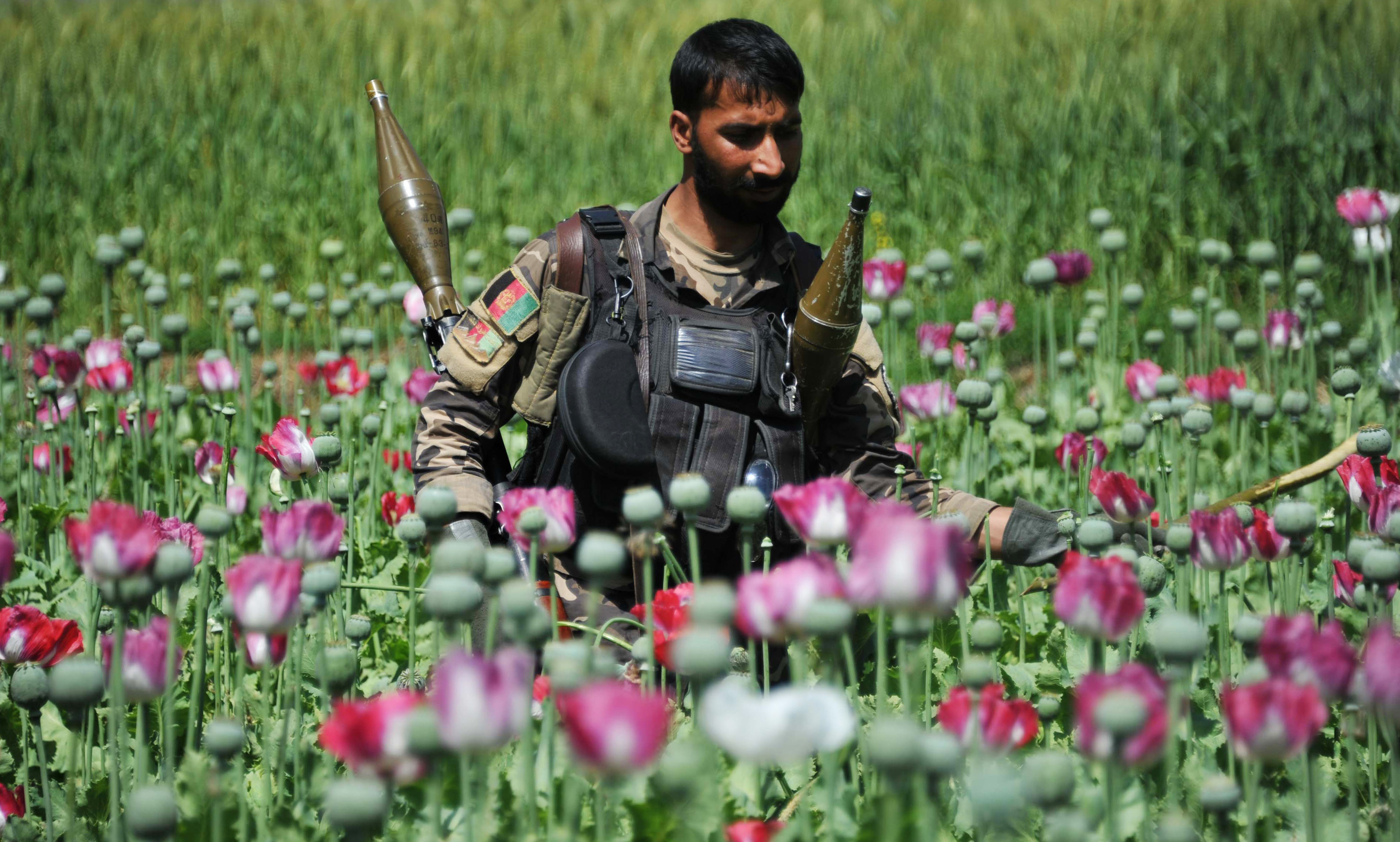 Újra pörög a világ heroinjának 85 százalékát adó afgán ópiumpiac