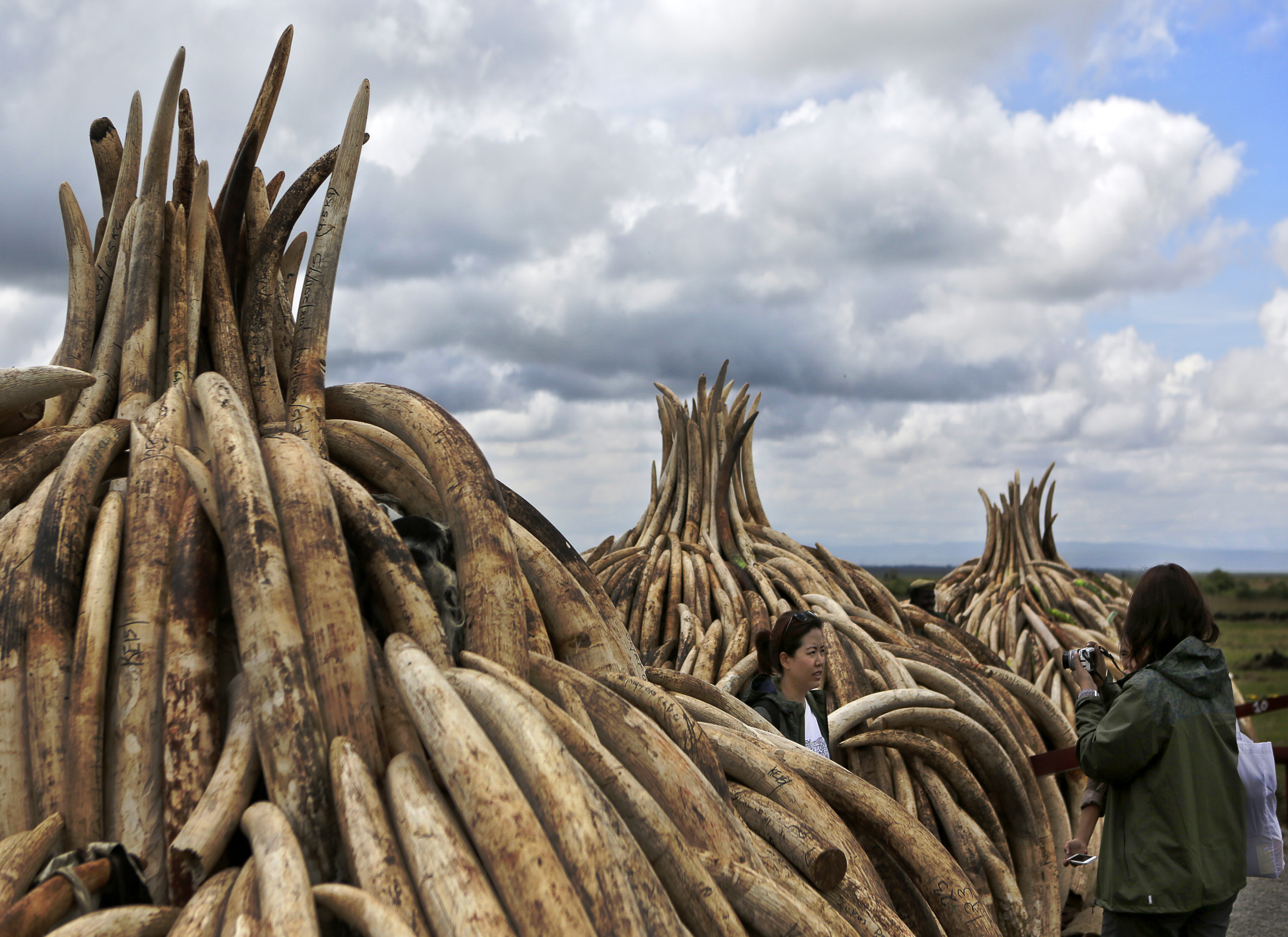 A kenyai elnök felgyújt több mint 100 tonna elefántagyarat