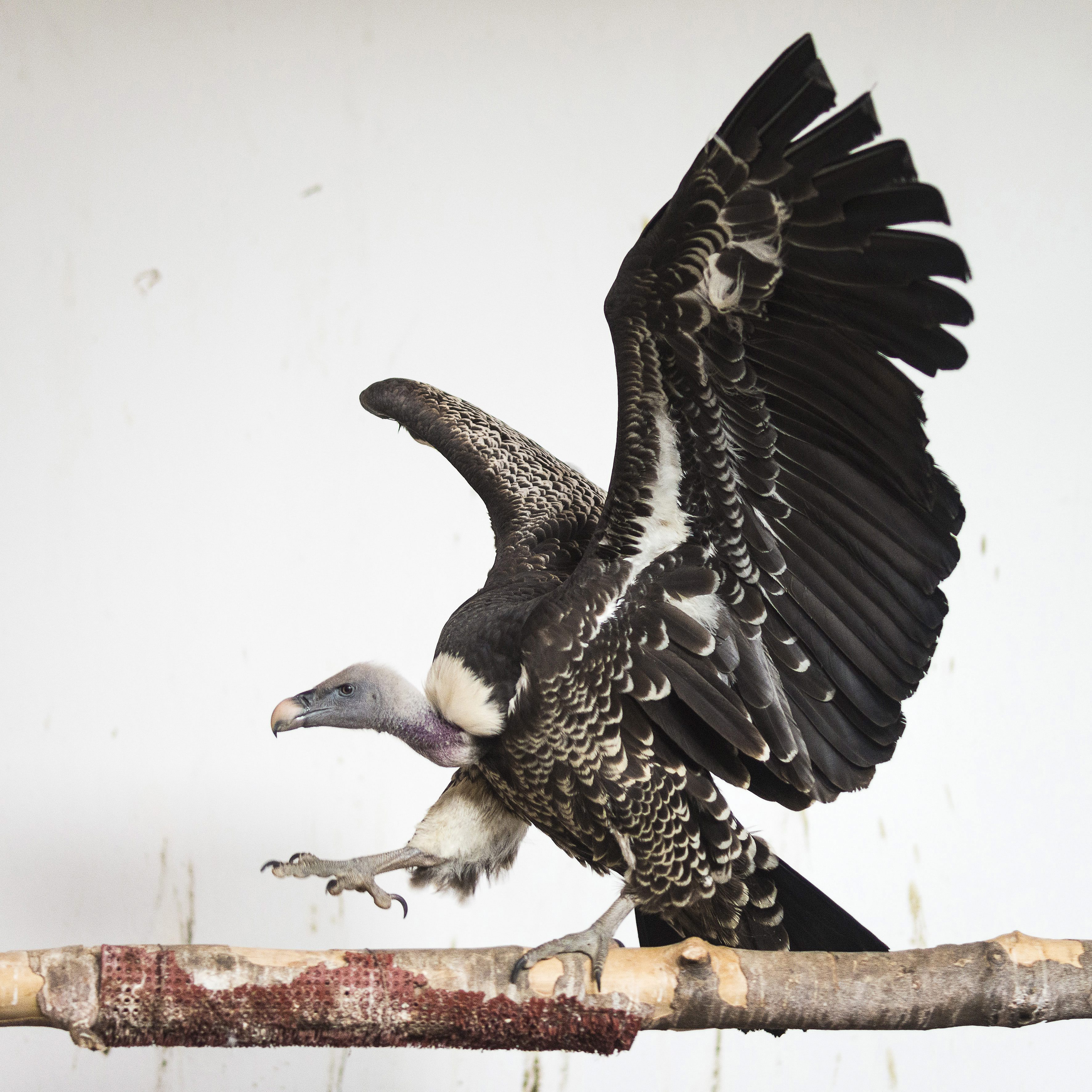 A madártani egyesület is fellép a keselyűket tizedelő diklofenák ellen