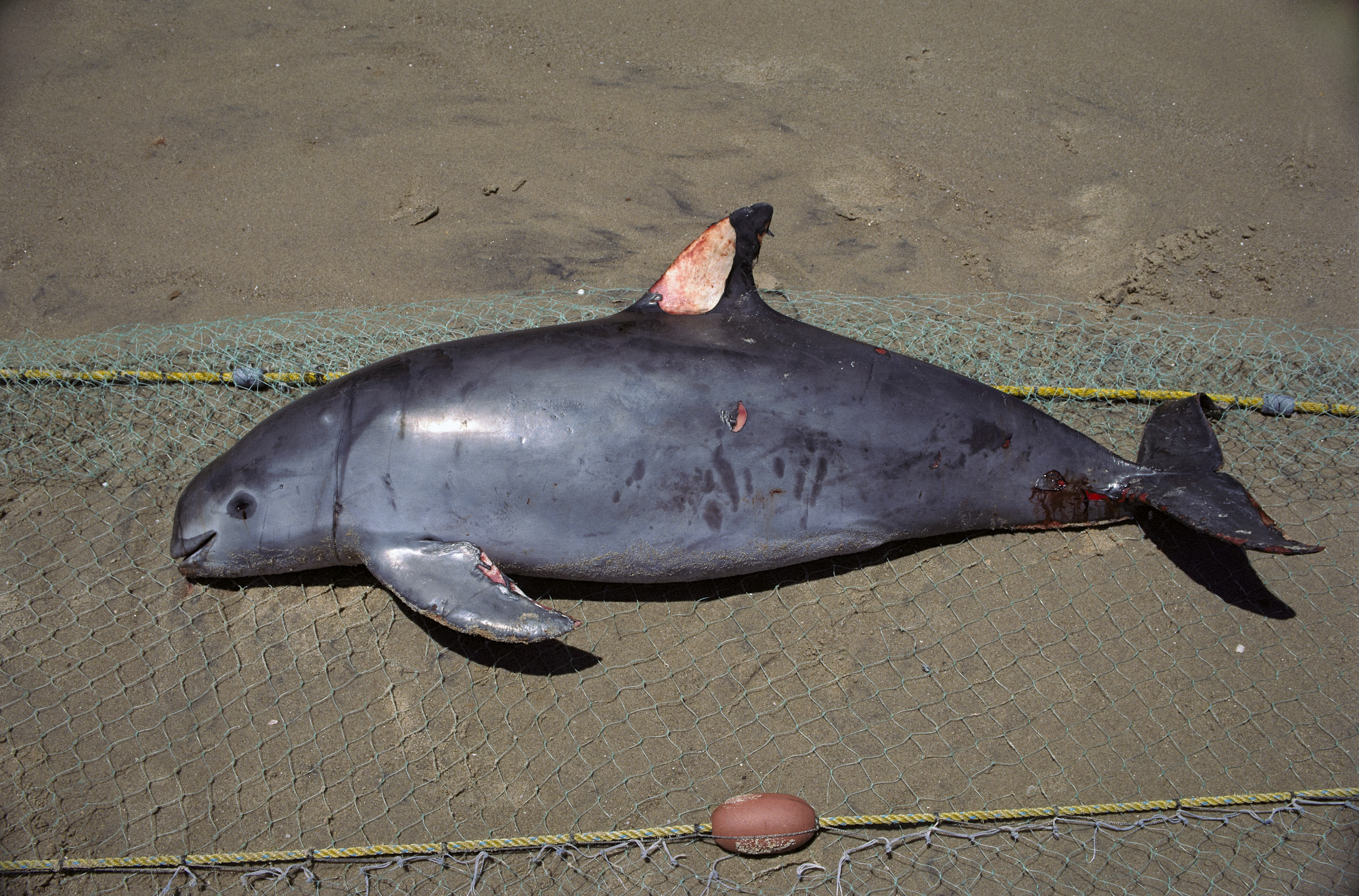 A mexikói San Felipétől nem messze cápák ellen felhúzott hálóba fulladt disznódelfin.