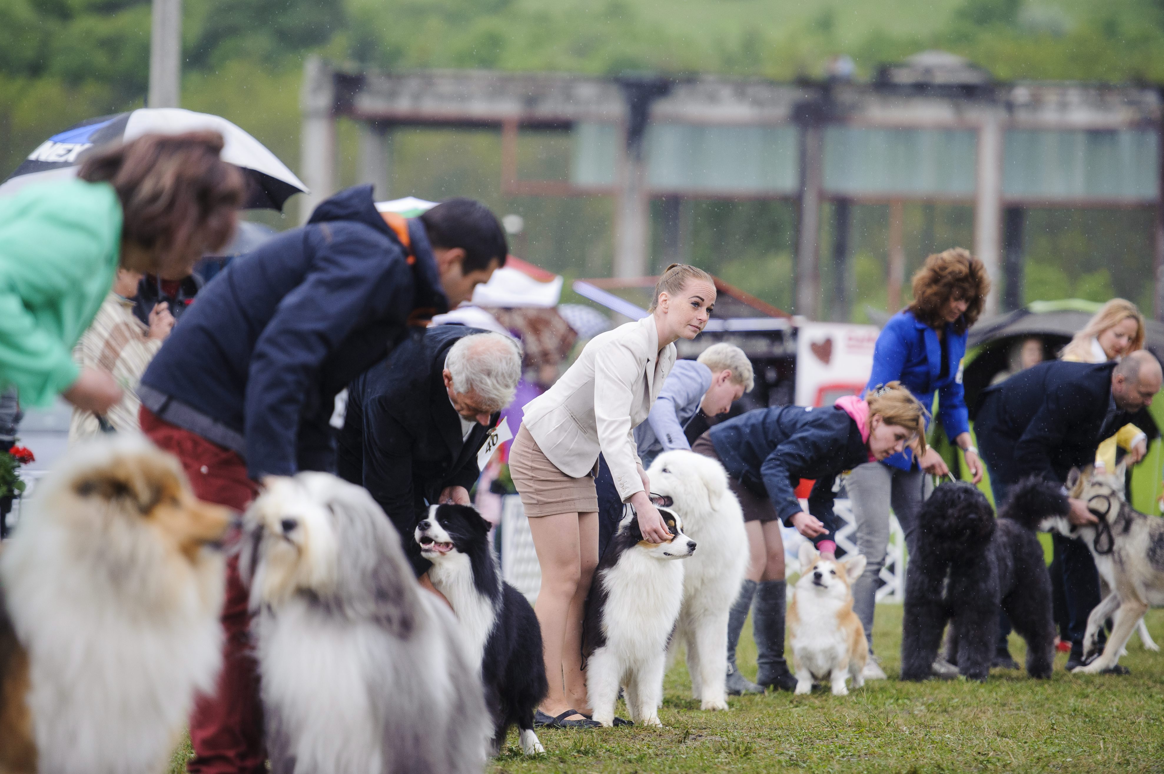 Nemzetközi kutyakiállítás van Bélapátfalván