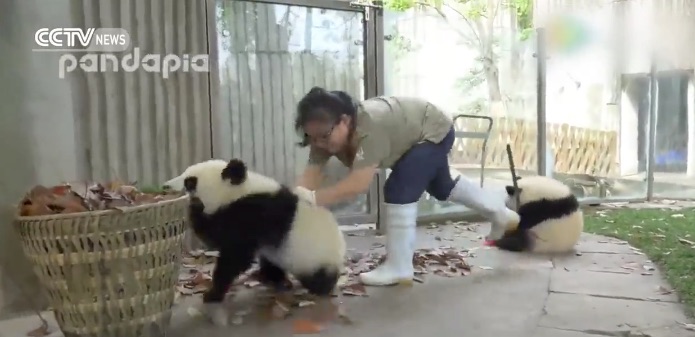 Lehetetlen feladat: pandák mellett takarítani