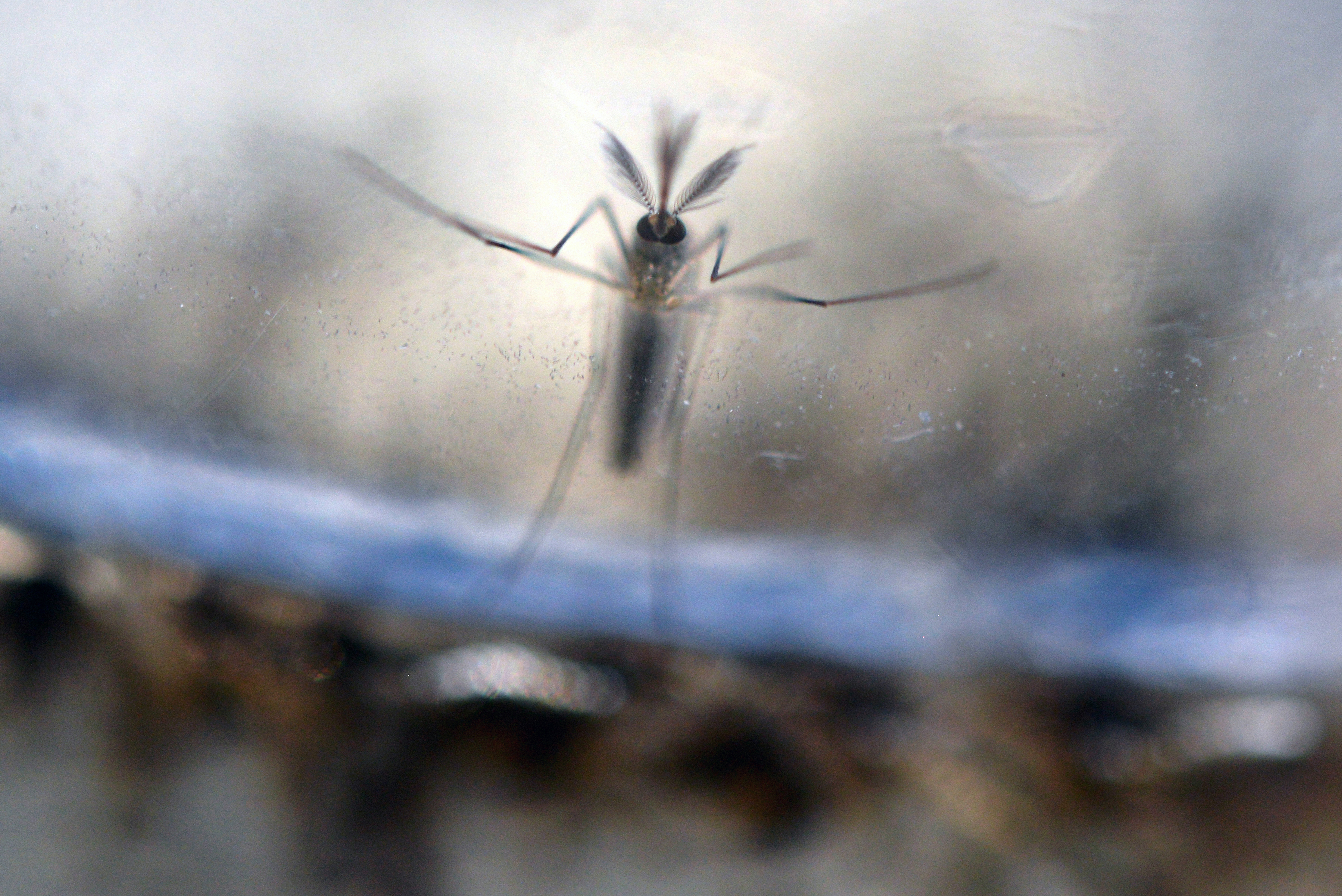 Már nem jelent globális vészhelyzetet a zikavírus