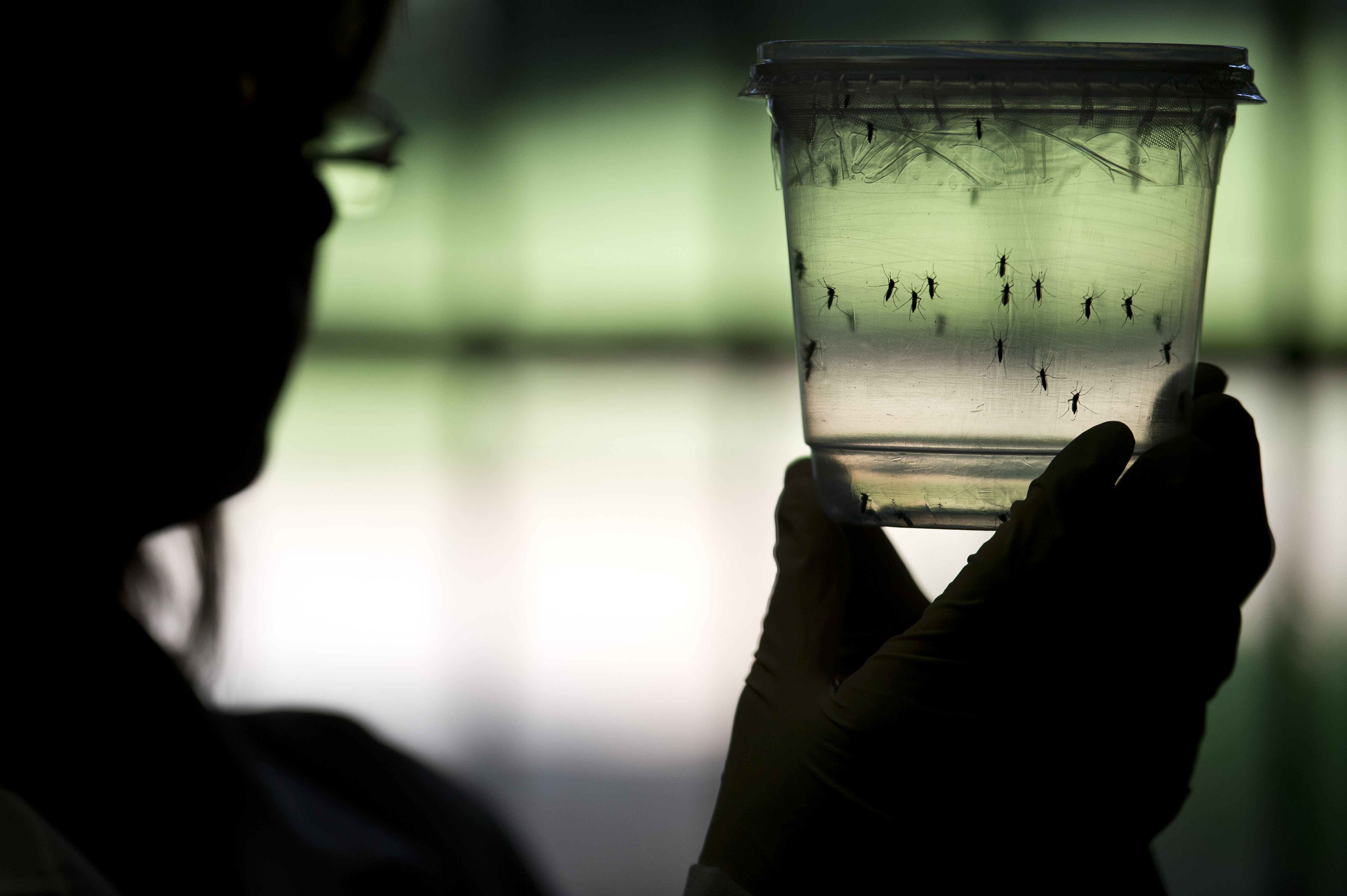 Nincs hatása az olimpiának a Zika továbbterjedésére 