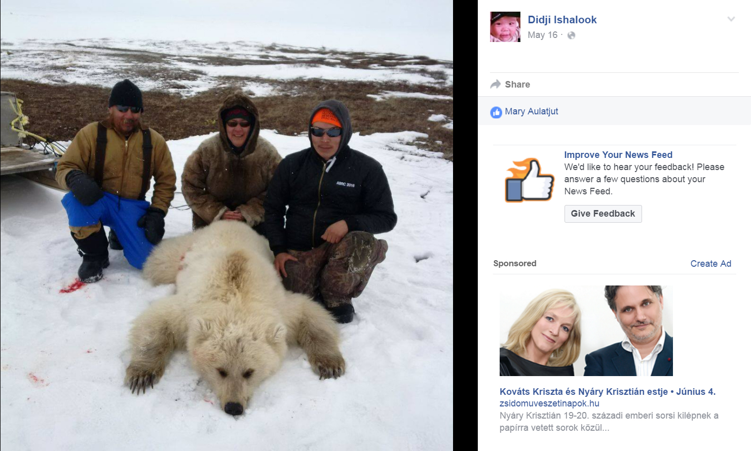 Szegény jegesmedvék a globális felmelegedés miatt kénytelenek grizzlykkel dugni