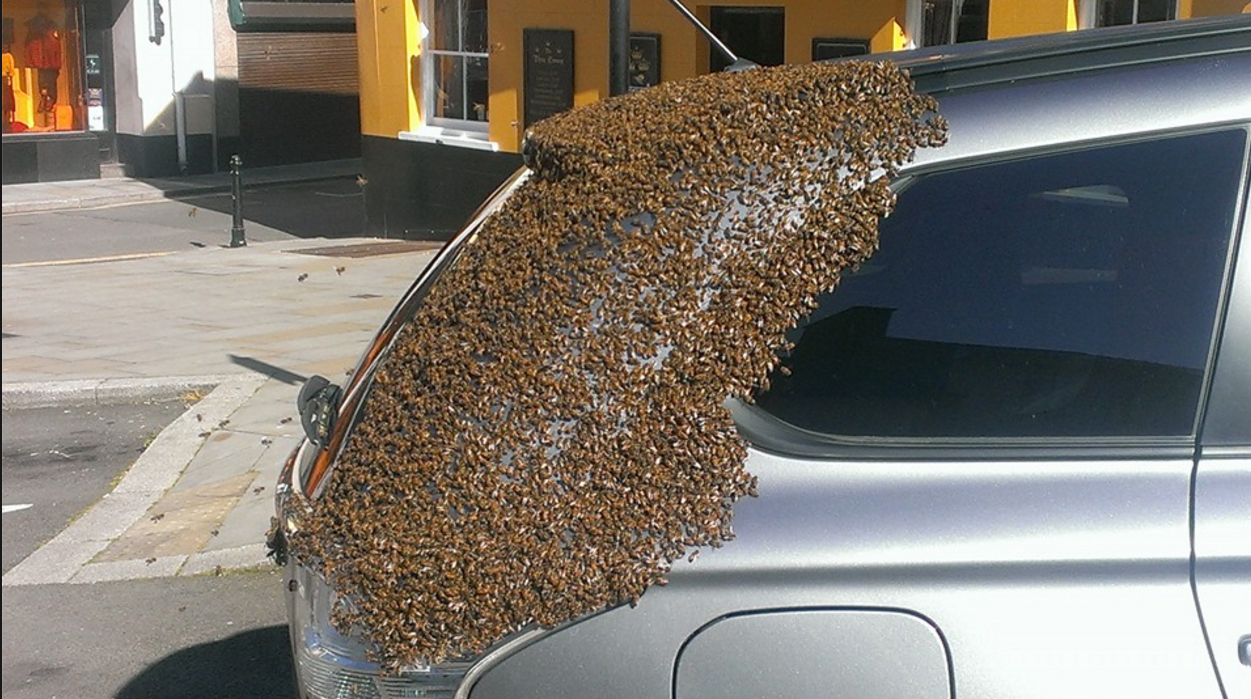 Véletlenül bezárta a méhkirálynőt a kocsijába, erre üldözőbe vette 20 000 méh