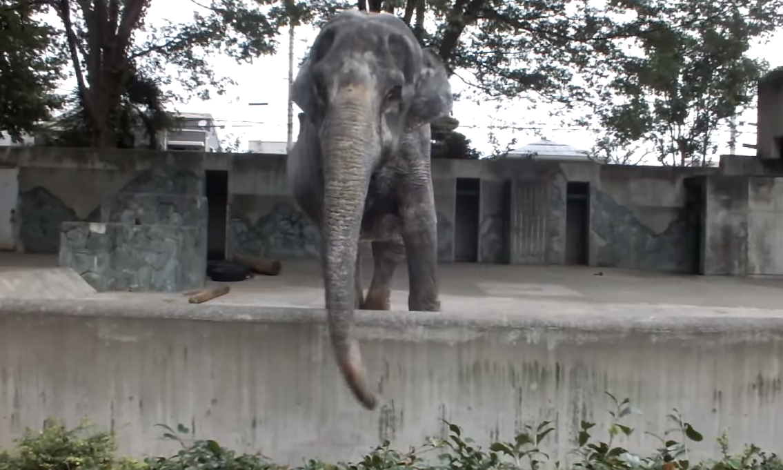 Meghalt a világ legmagányosabb elefántja