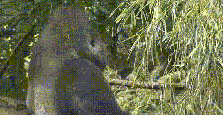 Az amerikaiak 5 százaléka Harambéra, a halott gorillára szavazna
