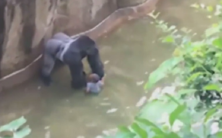 Kiborultak a netezők Harambe, a cincinnati gorilla megölésén