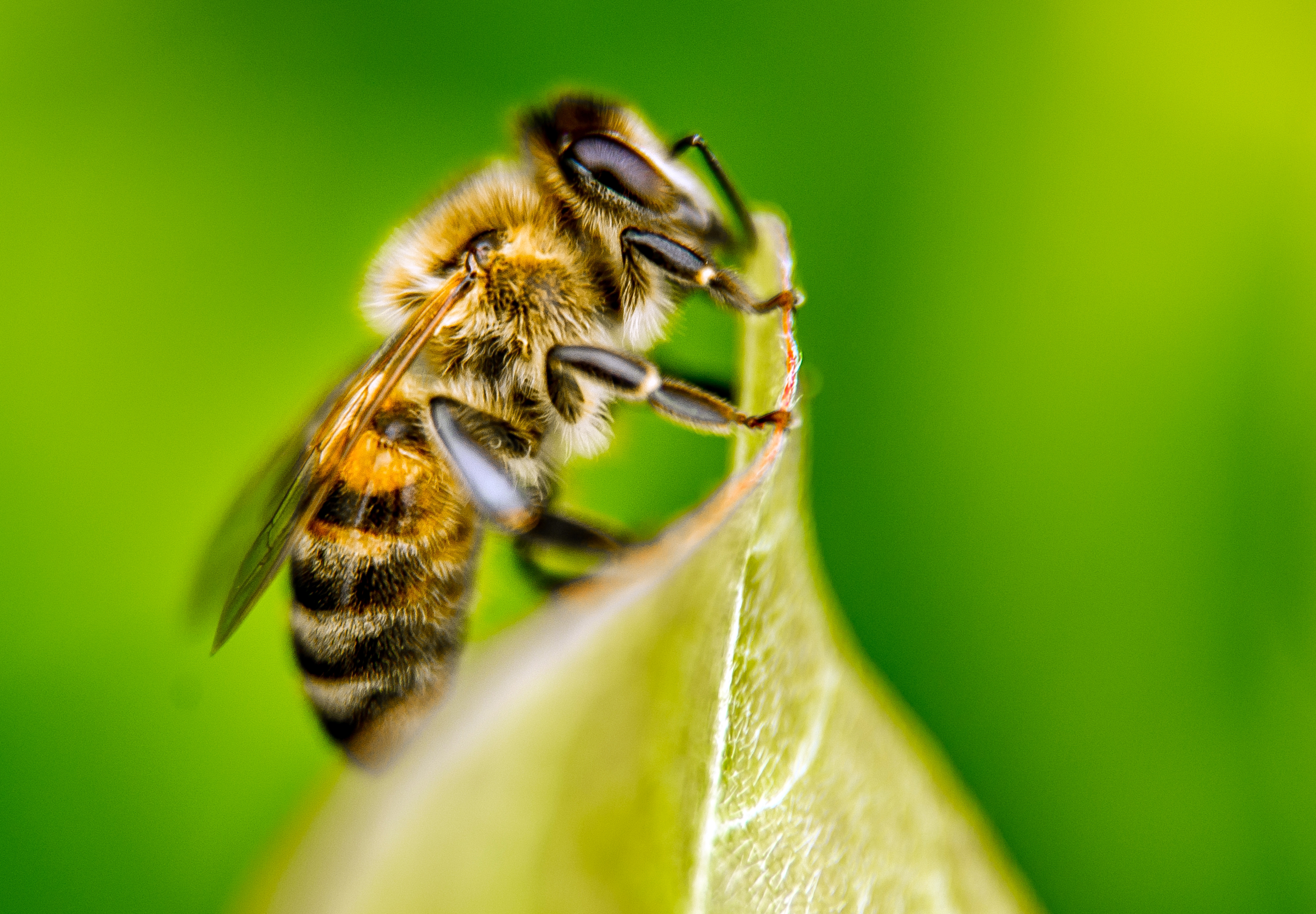 A tudomány szerint pusztítja a méheket, a magyar kormány szerint attól még lehet használni