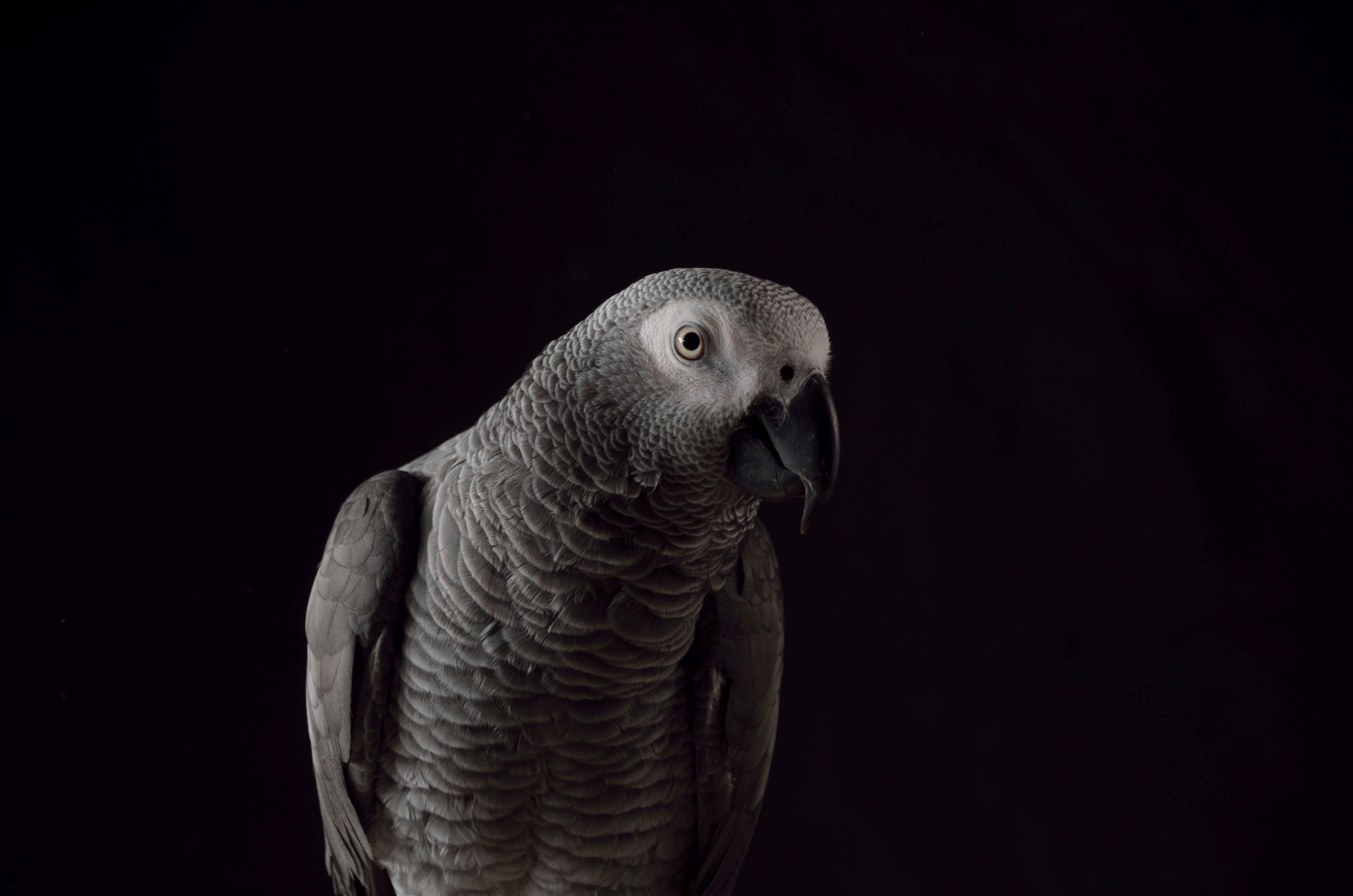 Egy papagáj lehet egy gyilkosság koronatanúja