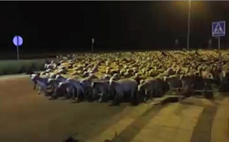 Elaludt a pásztor, 1300 birka tombolt az utcákon