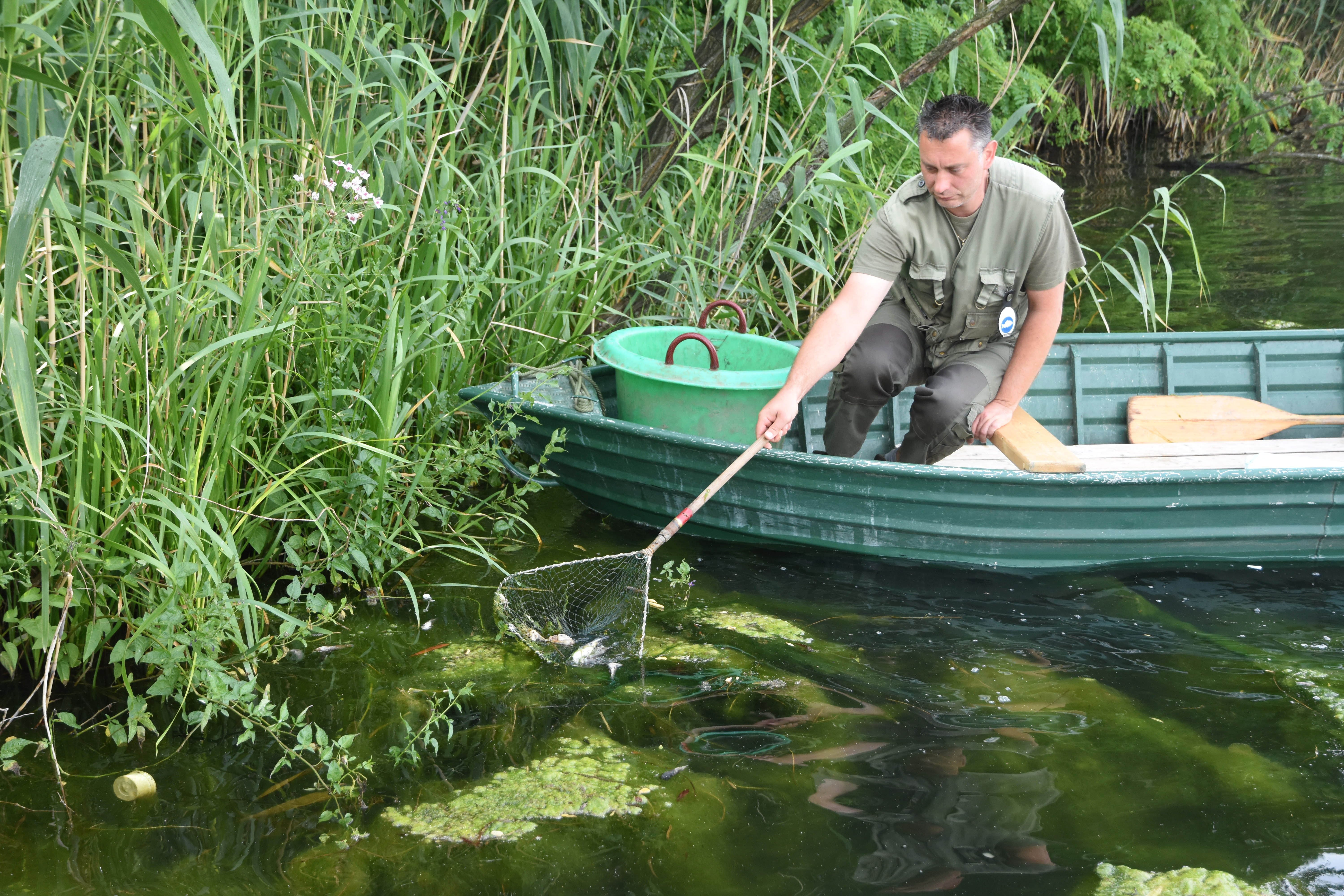 Több idegenhonos halat fogtak ki tavaly a Tisza-tóból, mint egy évvel korábban