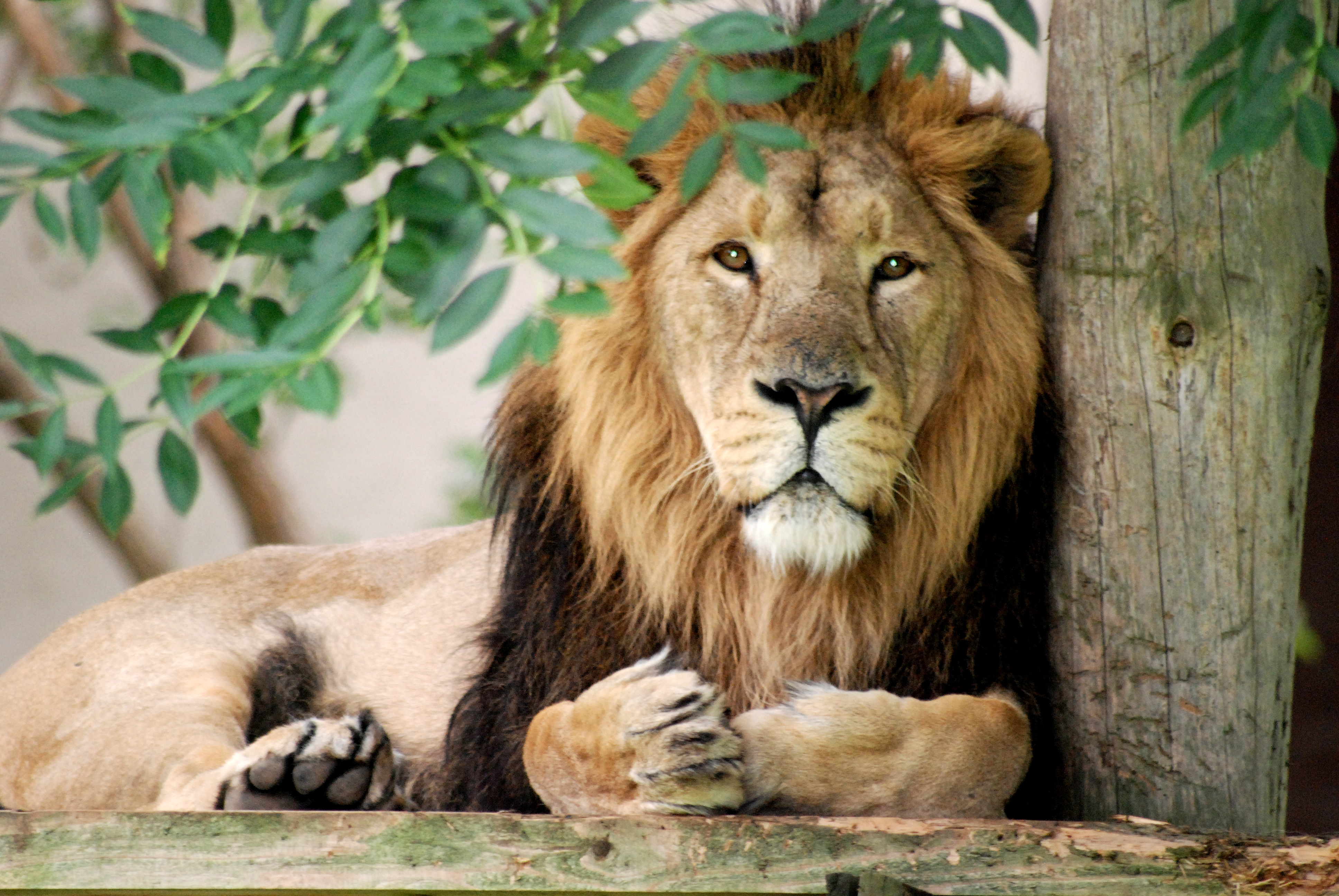 Emberevés miatt életfogytiglani állatkertre ítéltek három oroszlánt Indiában