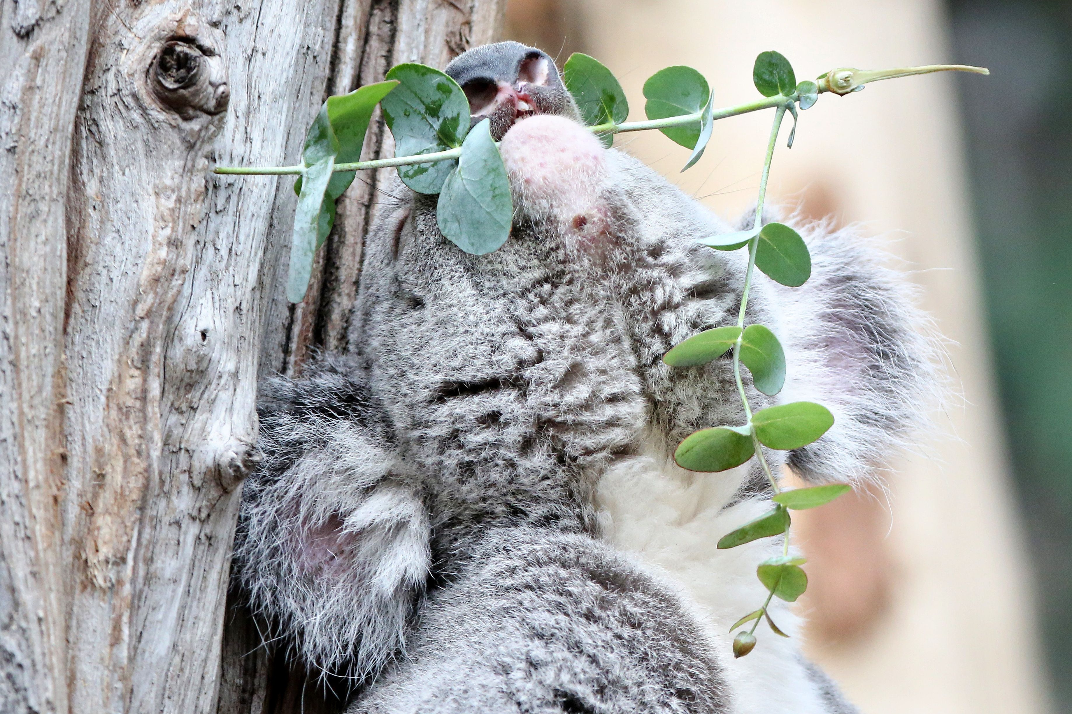 Kirúgták a eredményjós lipcsei koalát