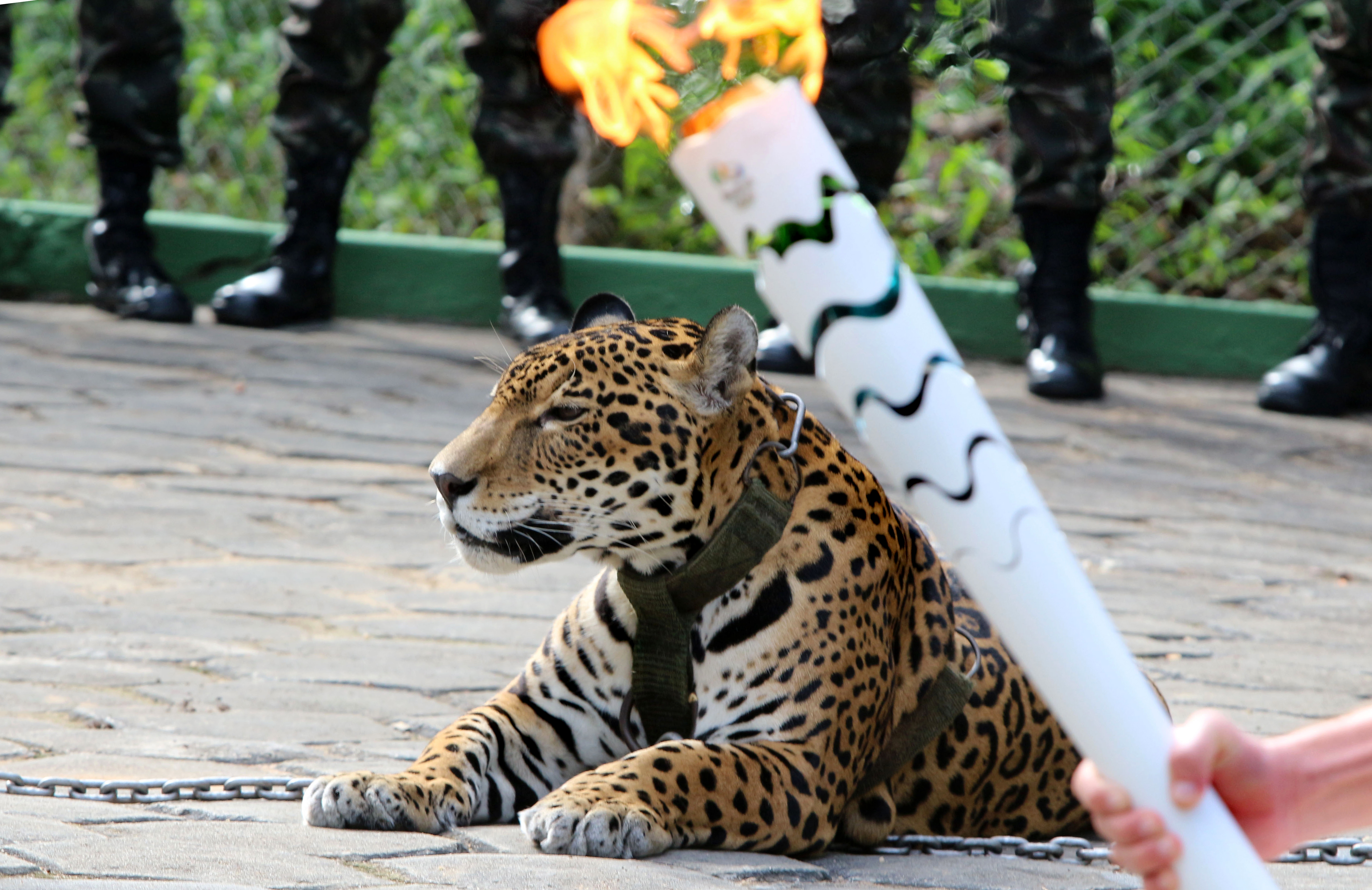 Le kellett lőni a jaguárt, ami a riói olimpia fáklyaünnepségén szerepelt
