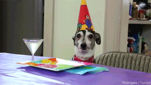 5 ajándékötlet a kutyád születésnapjára