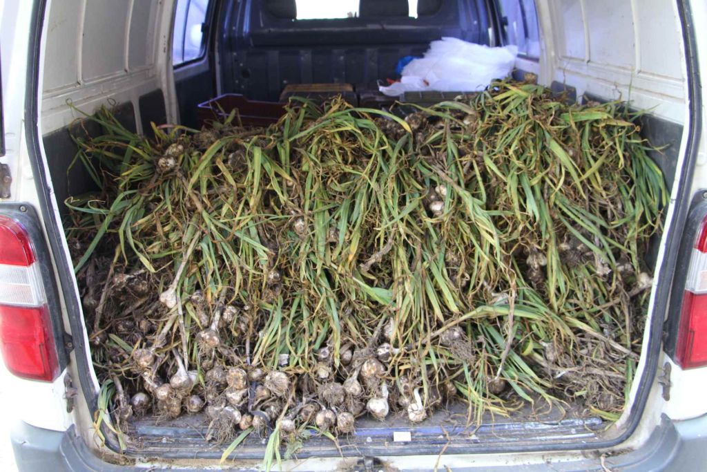 Több száz kiló lopott fokhagymát szagoltak ki a rendőrök Makón