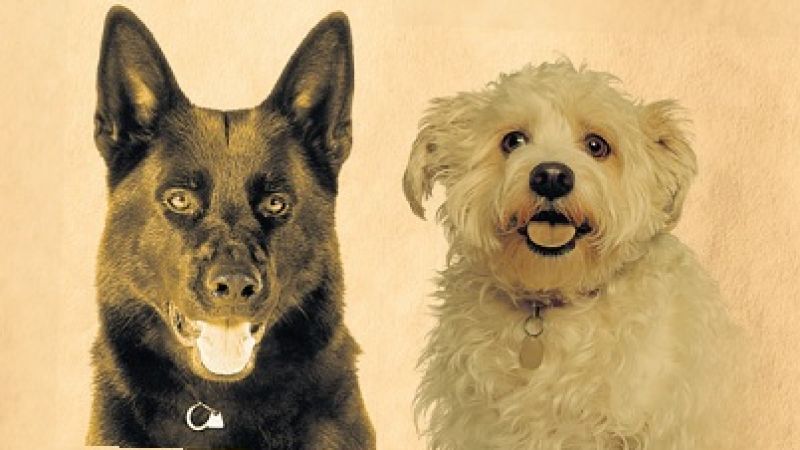 Bundi és Clyde: Kéttagú kutyabanda tartja rettegésben Lőcsét