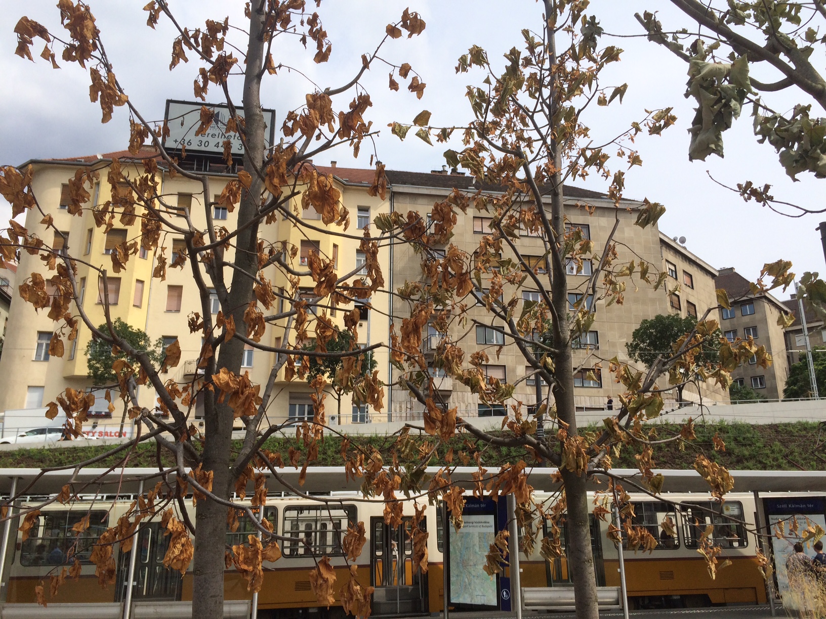 A Széll Kálmán térre beszökött az ősz, de annyira, hogy máris kiszáradt 9 fa a kellős közepén