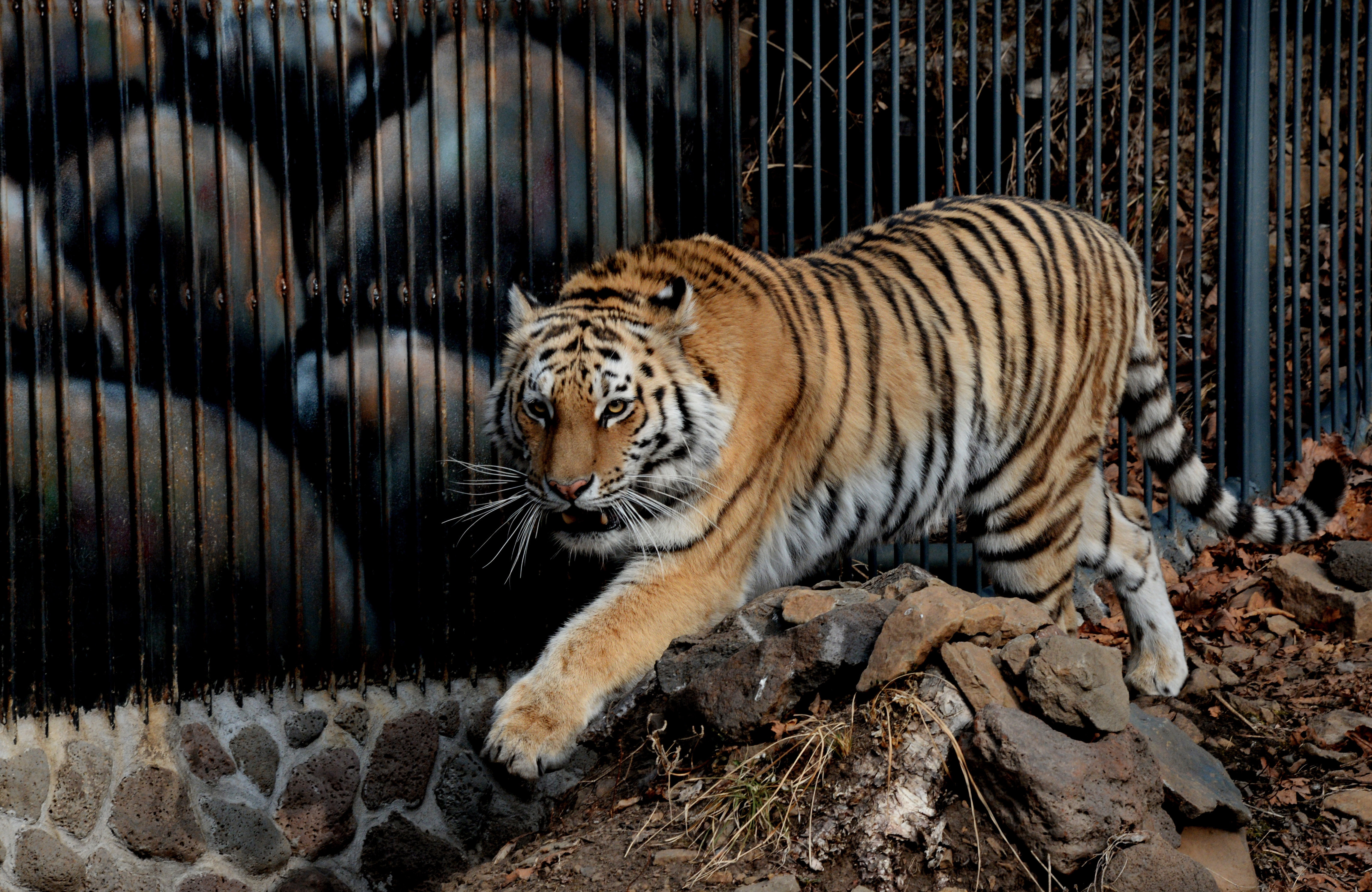 Megölte a gondozóját egy tigris Spanyolországban