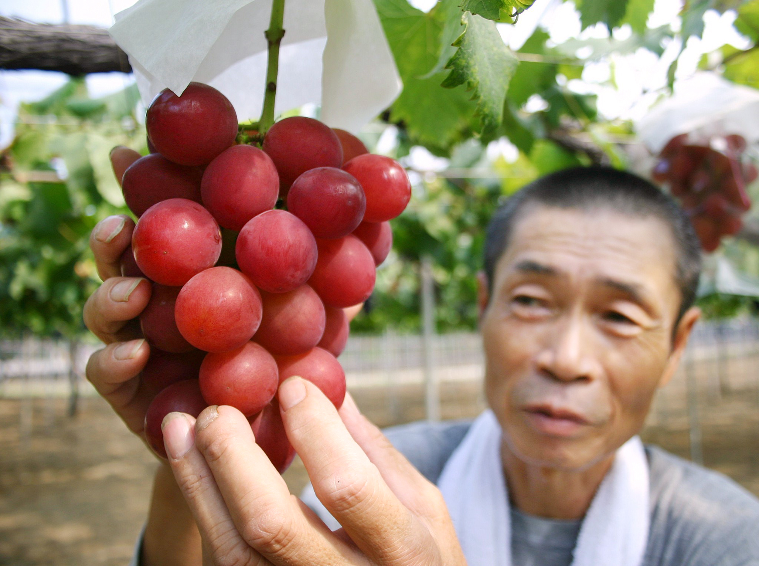 Hárommillió forintnyi jenért kelt el egy fürt szőlő Japánban