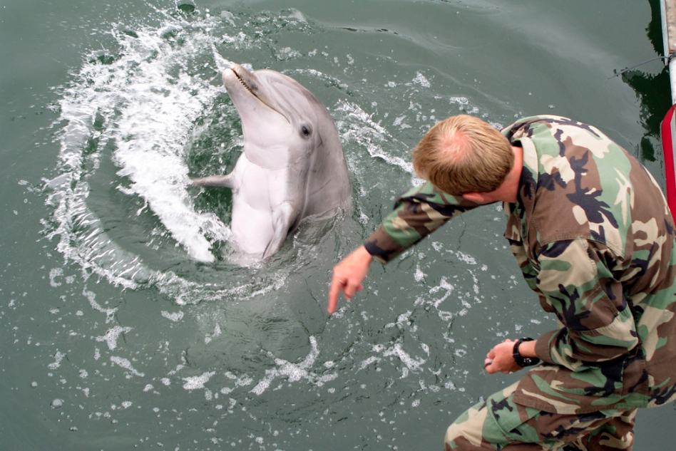 Az amerikai haditengerészetnek betiltották azokat a szonárokat, amik megzavarhatják a delfineket, a rozmárokat és a bálnákat