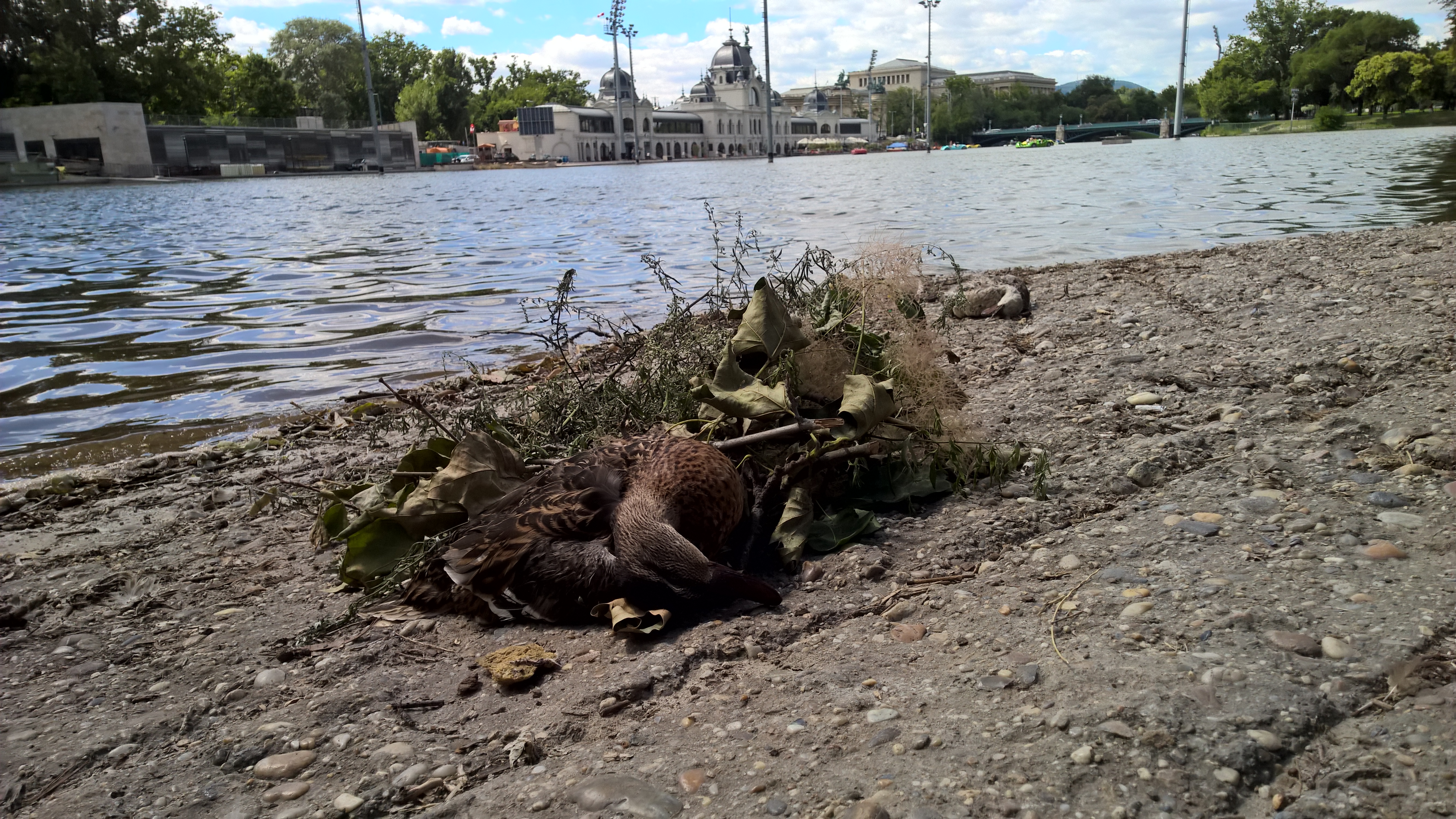 Pusztulnak a városligeti tó kacsái