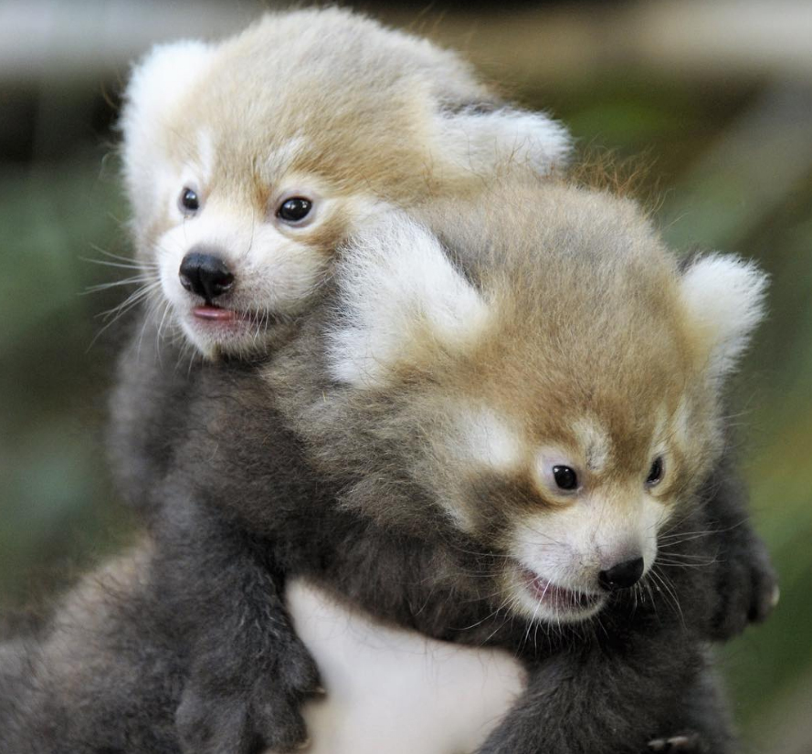 Irtó cuki kispandák születtek a nyíregyházi állatkertben