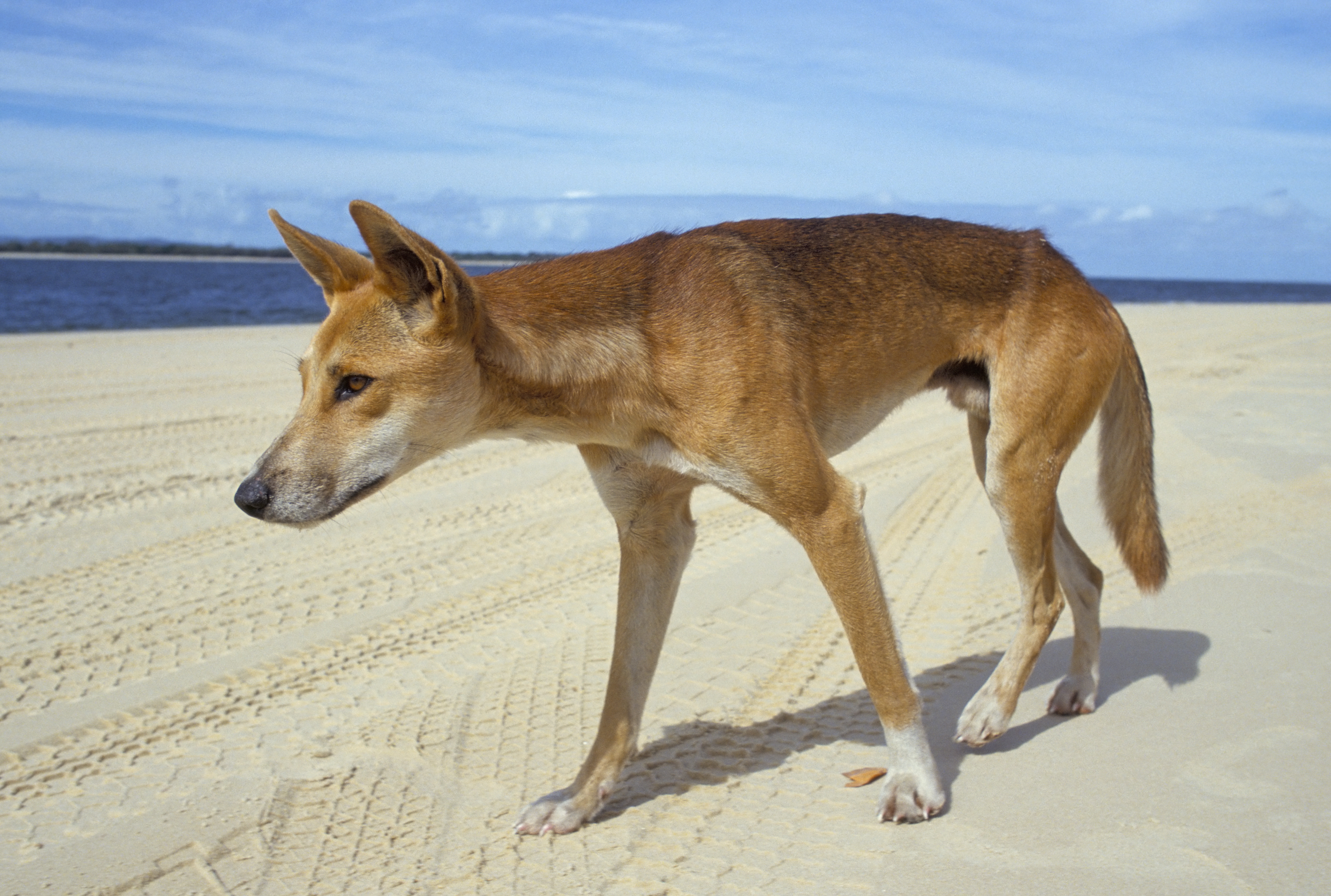 Leállítják a mérgezett dingókat, amiket a kártevő kecskékre eresztettek rá egy ausztrál szigeten