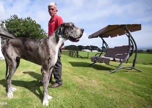 Százharminc centis a világ legmagasabb kutyája